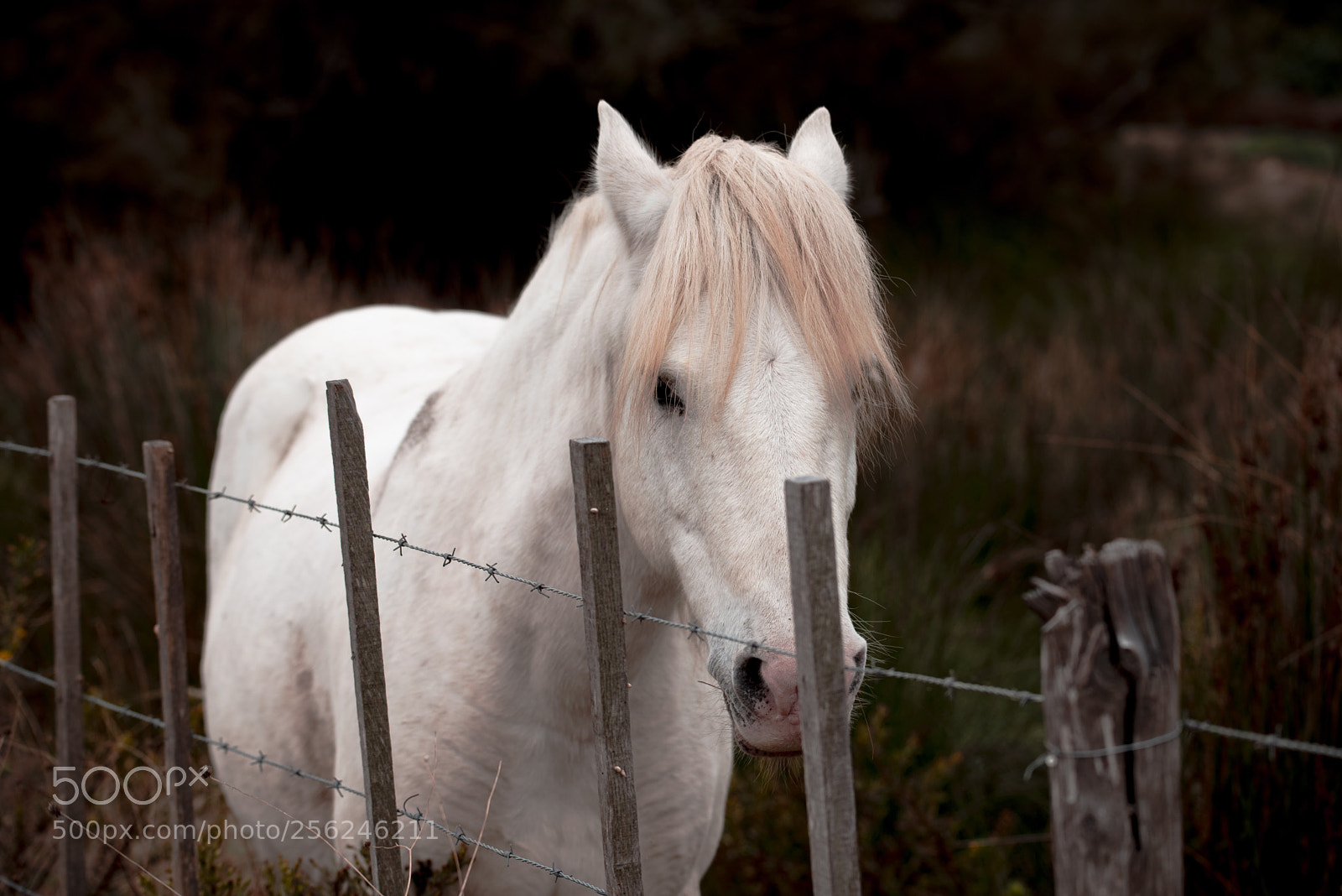 Nikon D610 sample photo. Untitled photography