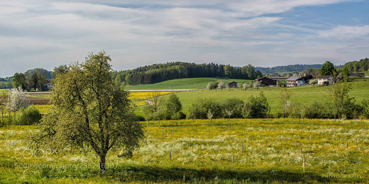 Nikon D5200 sample photo. Warm spring evening photography