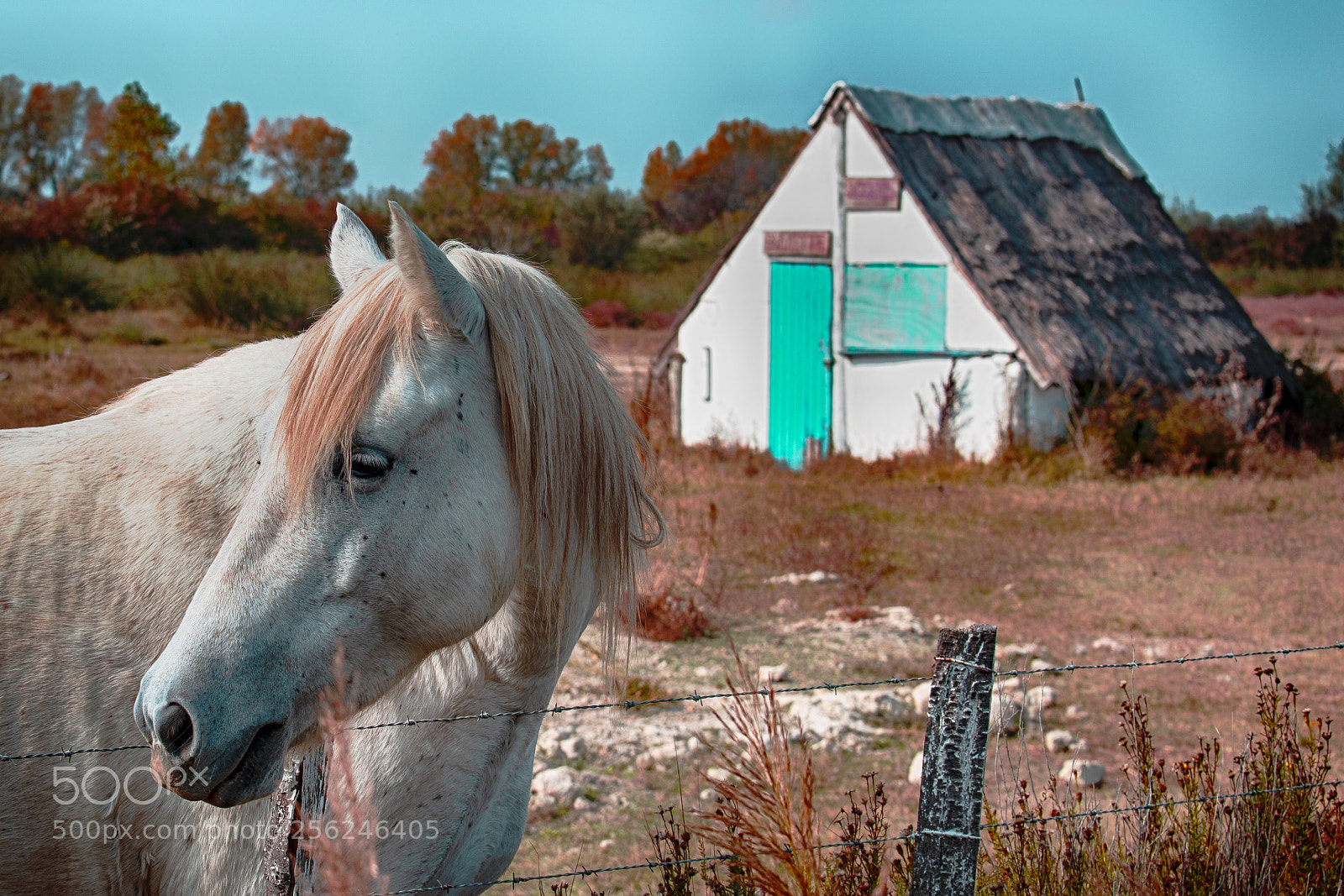 Nikon D610 sample photo. Untitled photography