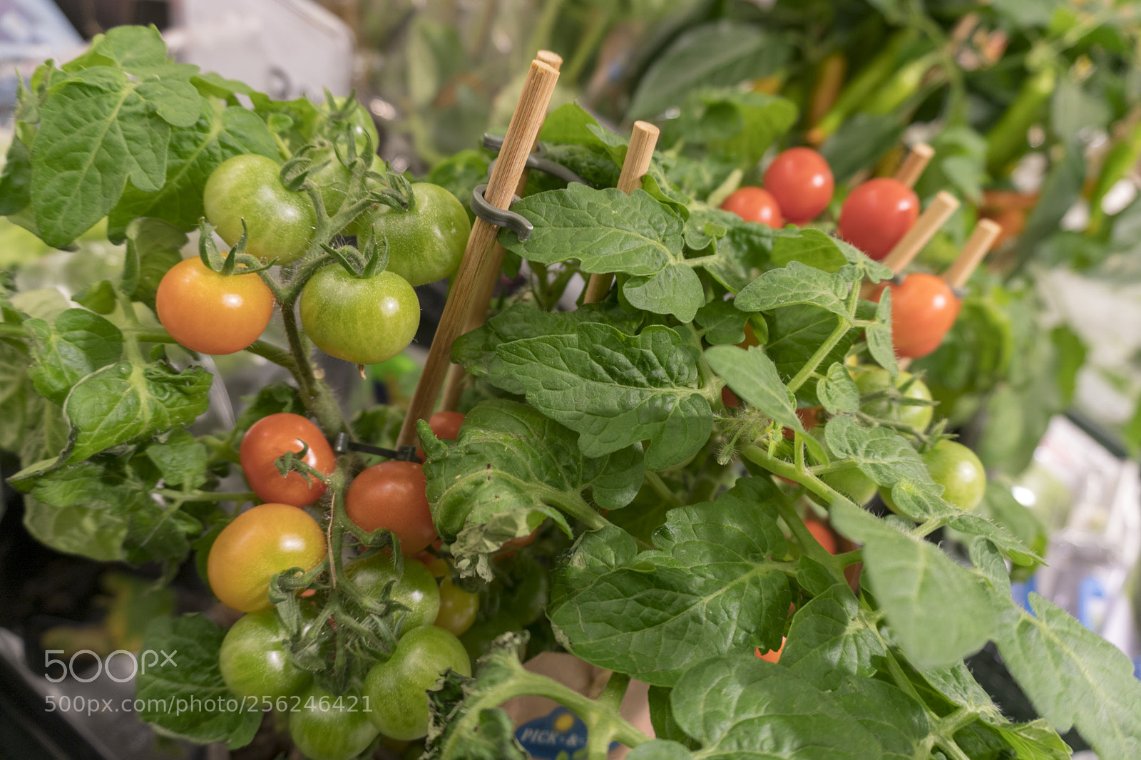 Sony a6300 sample photo. Dsc photography