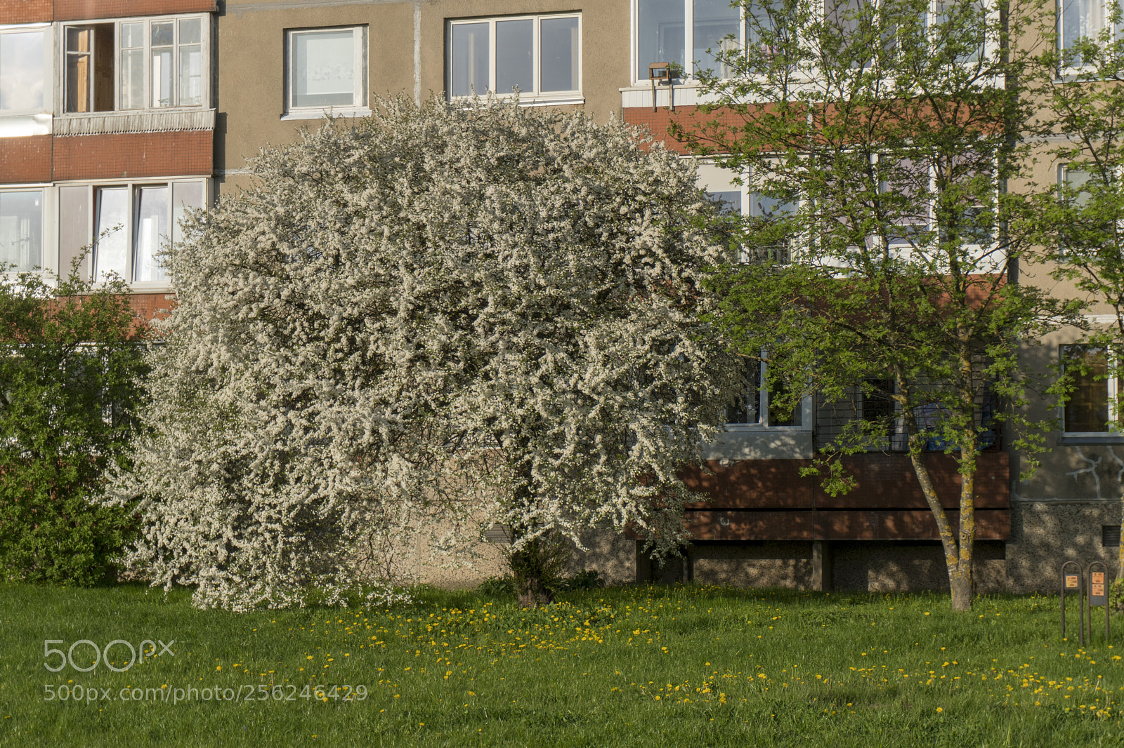 Sony a6300 sample photo. Dsc photography