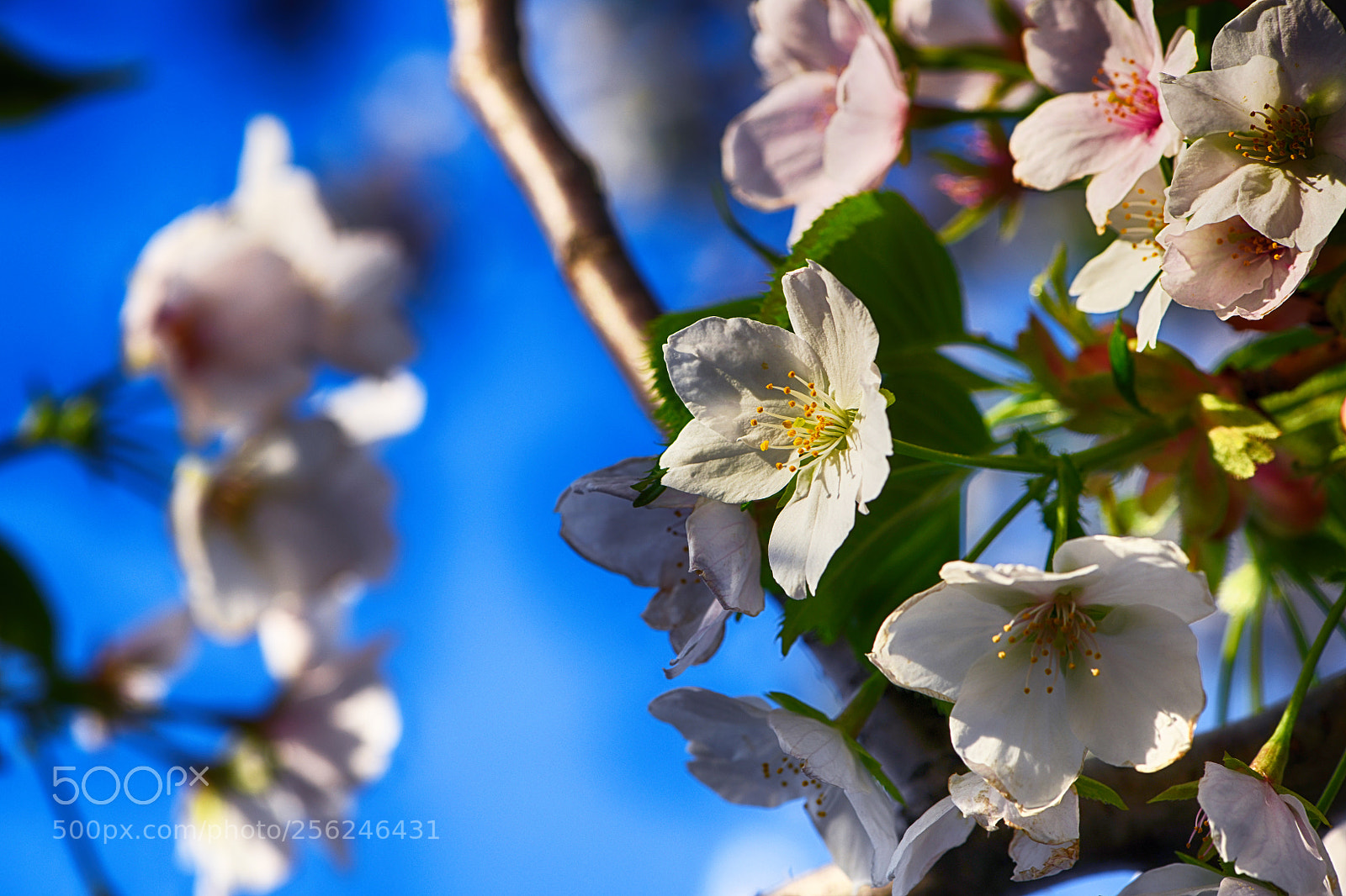 Nikon D850 sample photo. Spring photography