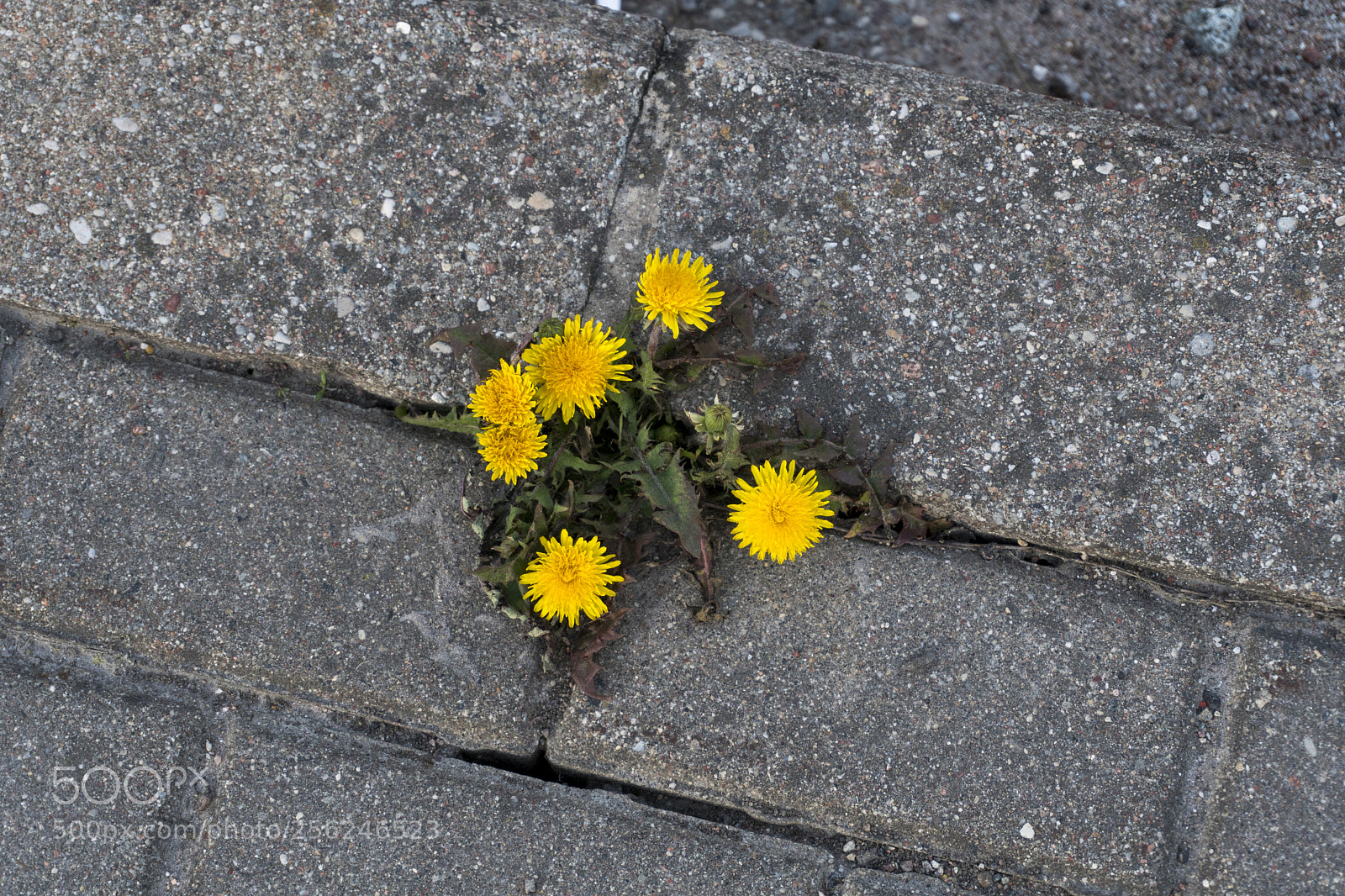 Sony a6300 sample photo. Dsc photography