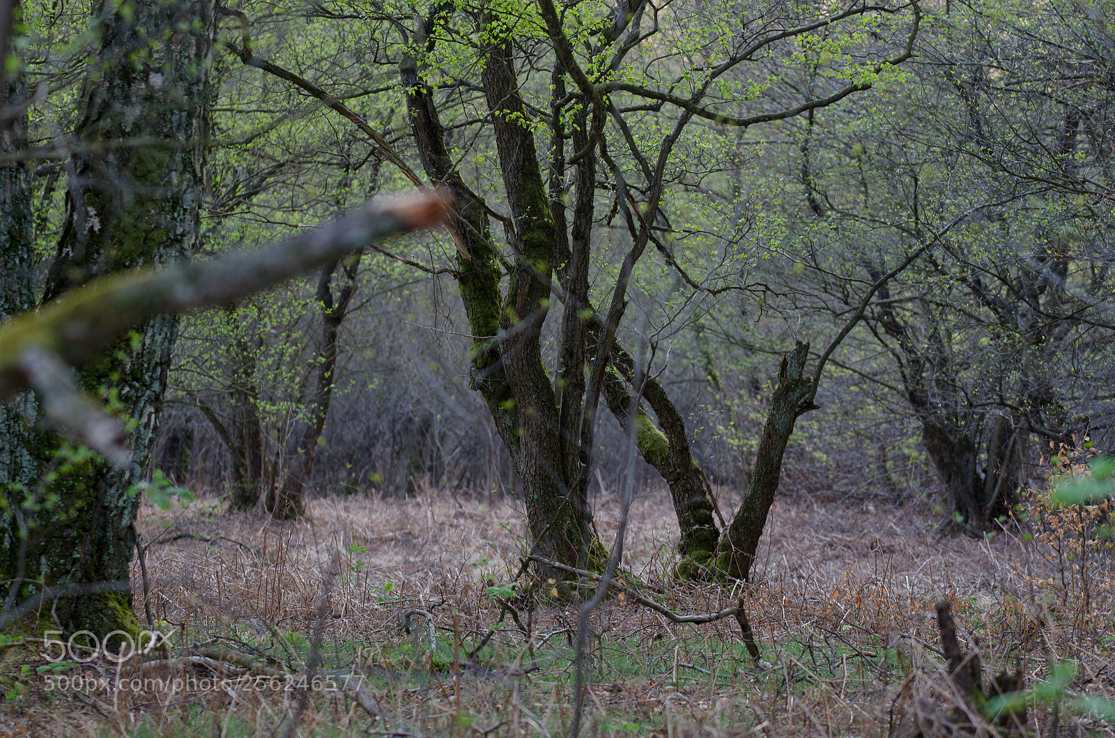 Nikon D7000 sample photo. Tree photography