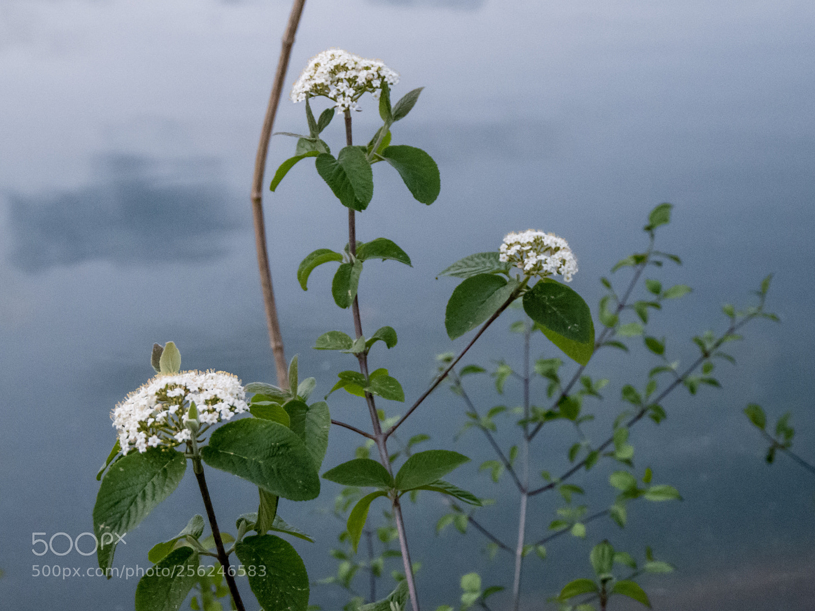 Panasonic DMC-G70 sample photo. White elder in dawn photography