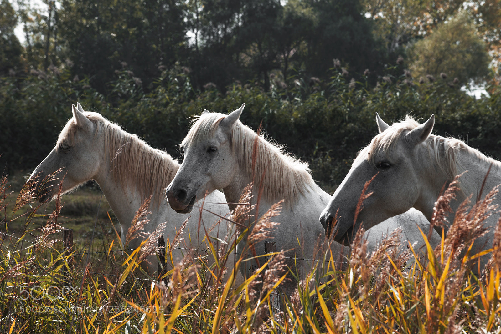 Nikon D610 sample photo. Untitled photography