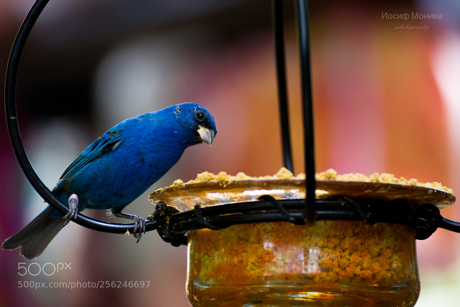 Nikon D5200 sample photo. (z ) photography