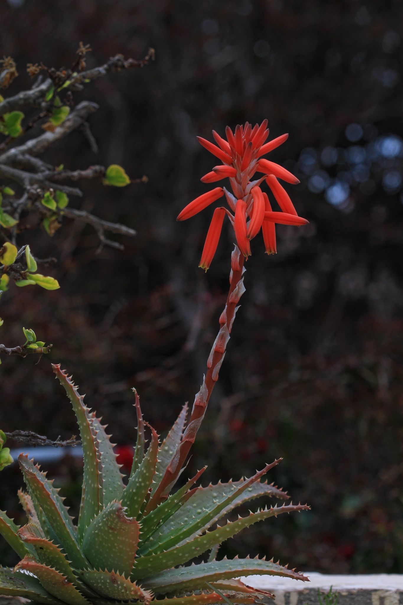 Canon EF 100mm F2.8 Macro USM sample photo. Tunesia - aloe photography