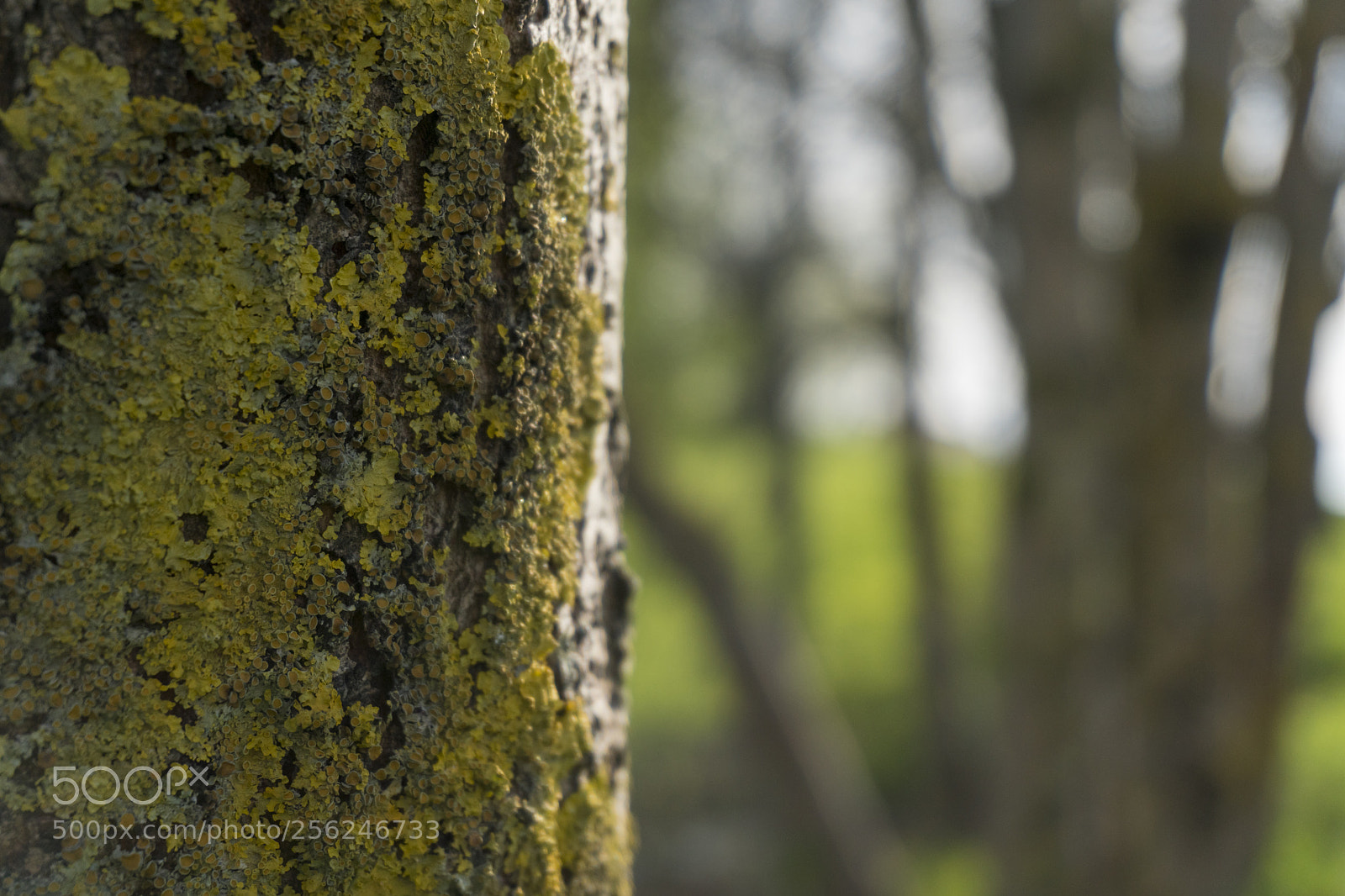Sony a6300 sample photo. Dsc photography