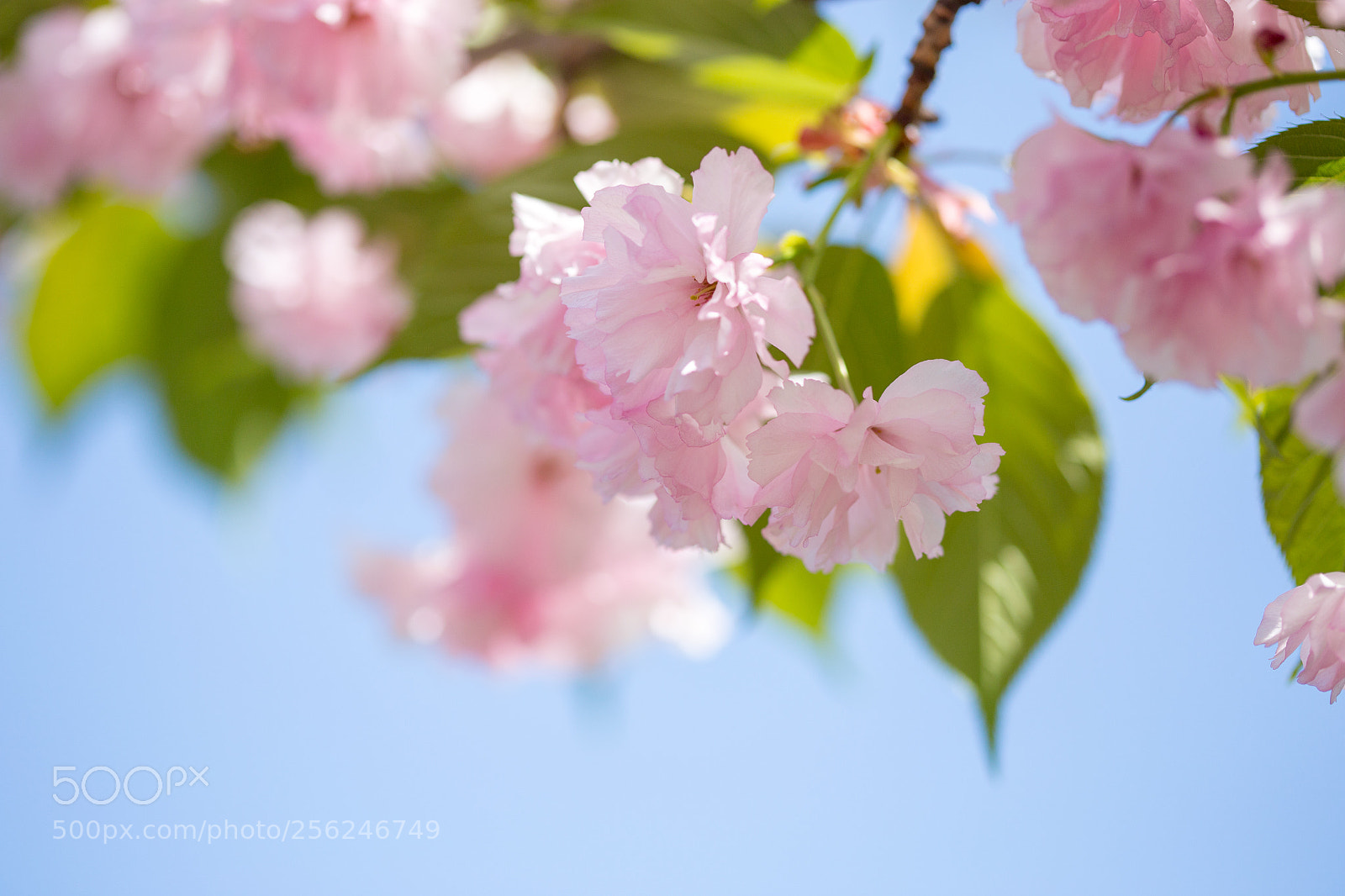 Canon EOS 6D sample photo. Cherry blossom trees, nature photography