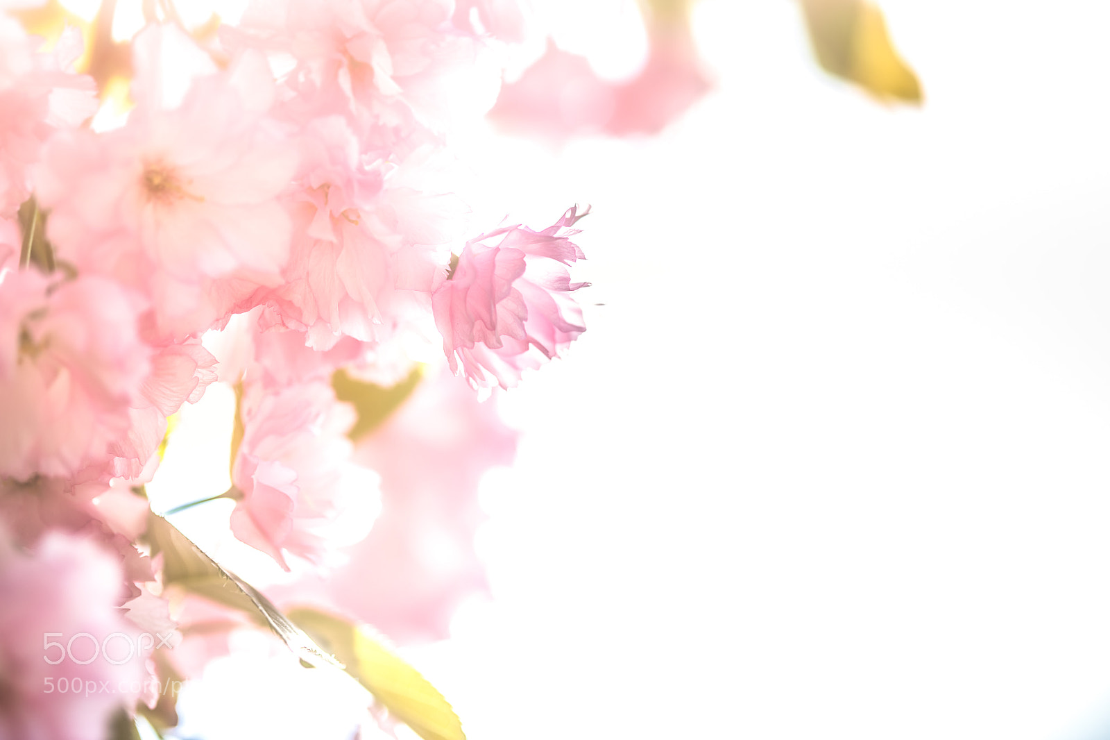 Canon EOS 6D sample photo. Cherry blossom trees, nature photography