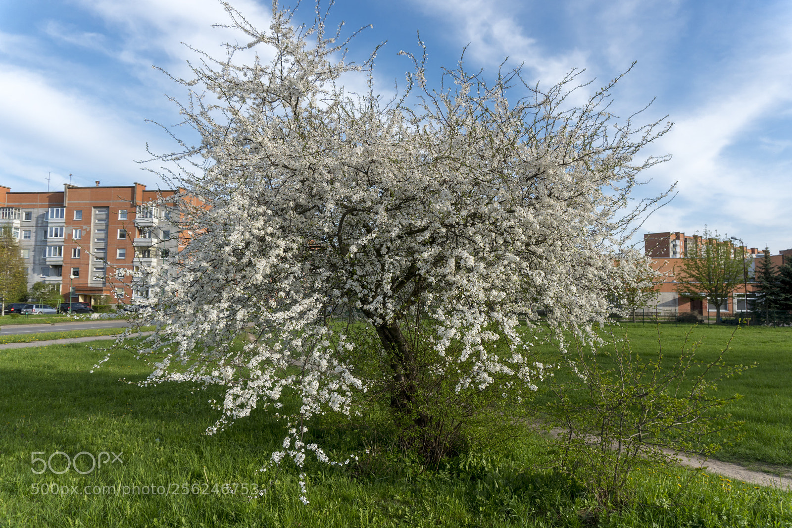 Sony a6300 sample photo. Dsc photography
