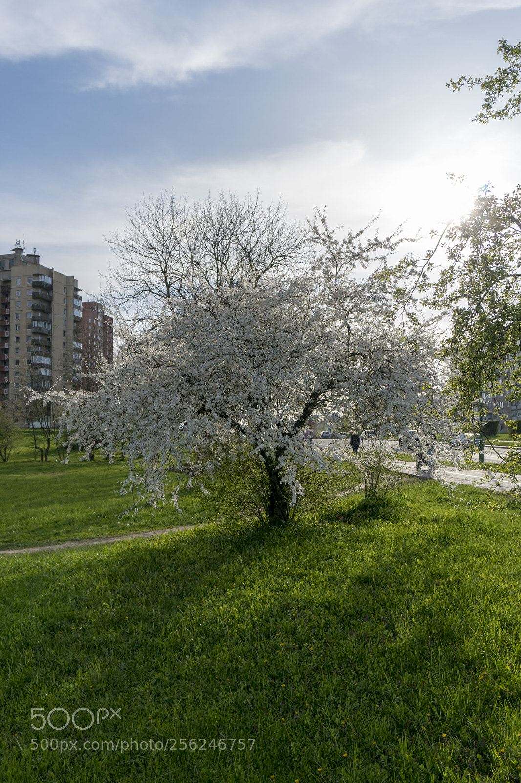 Sony a6300 sample photo. Dsc photography