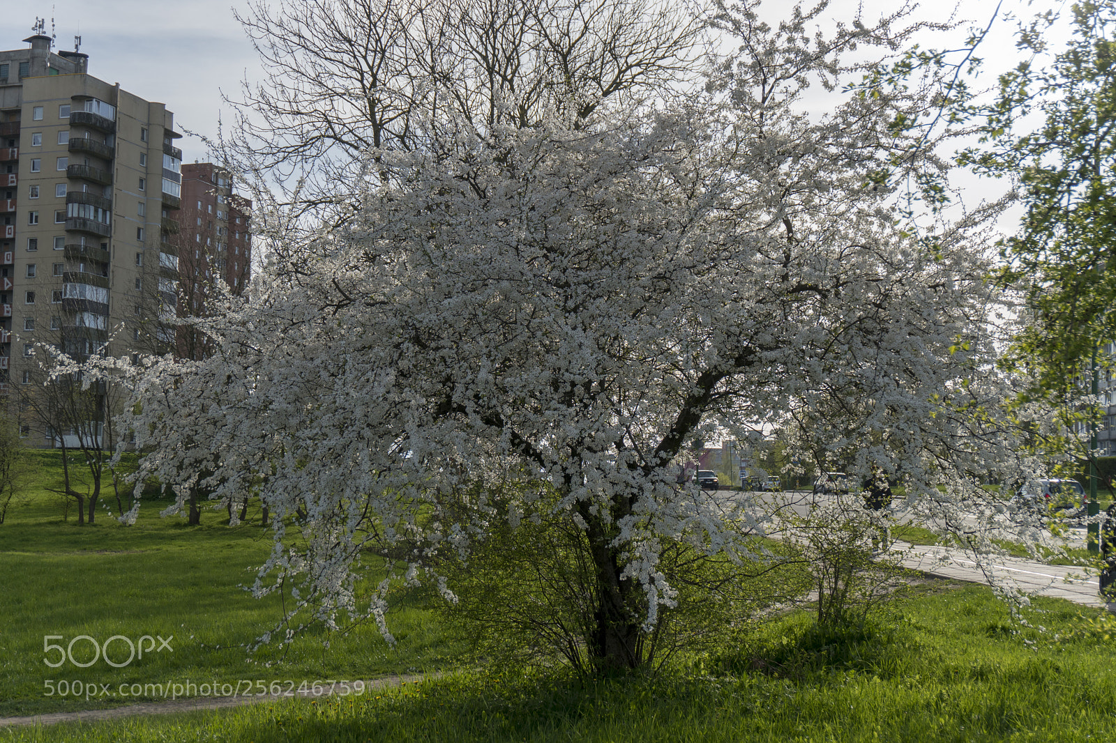 Sony a6300 sample photo. Dsc photography