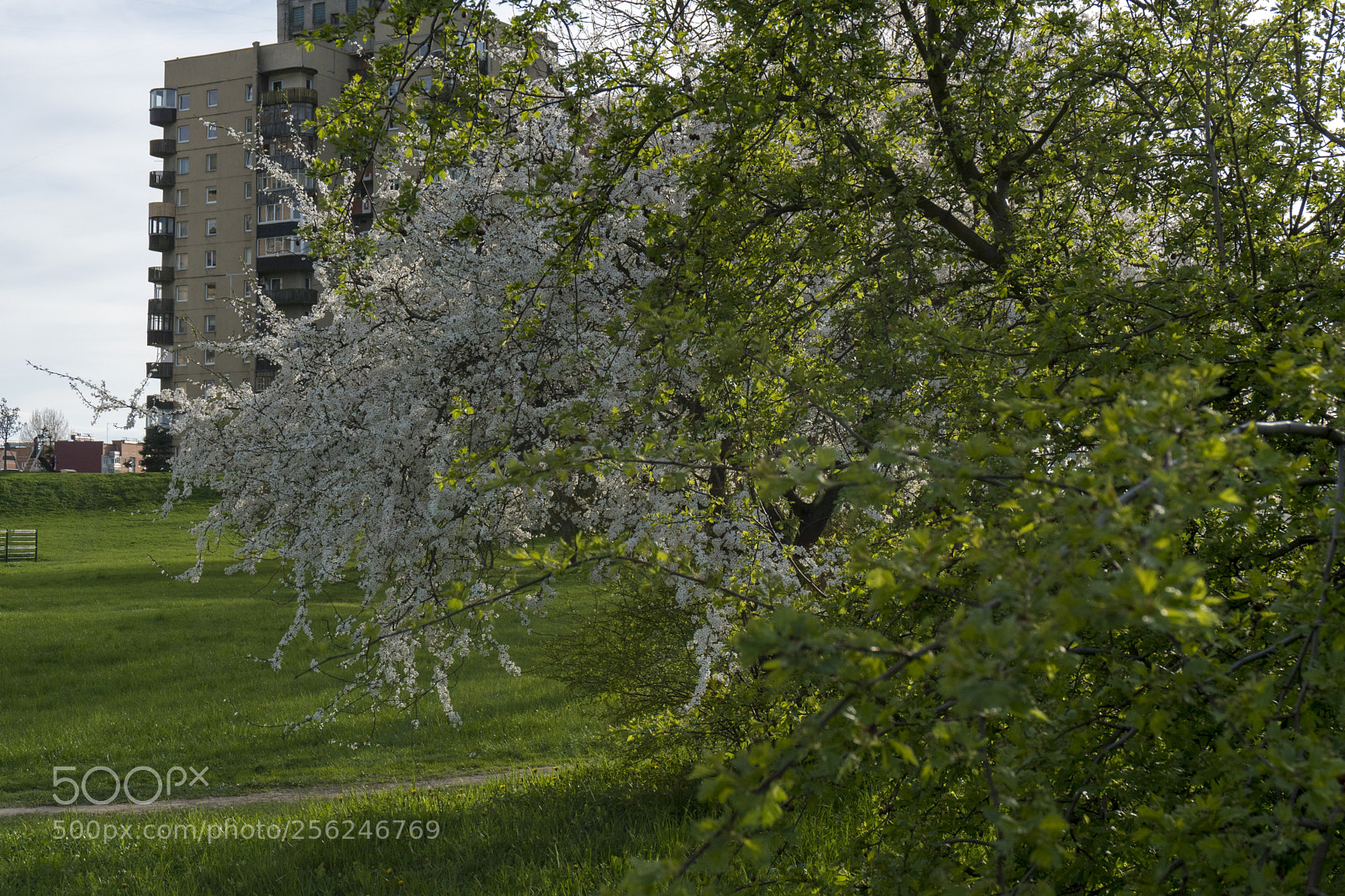 Sony a6300 sample photo. Dsc photography