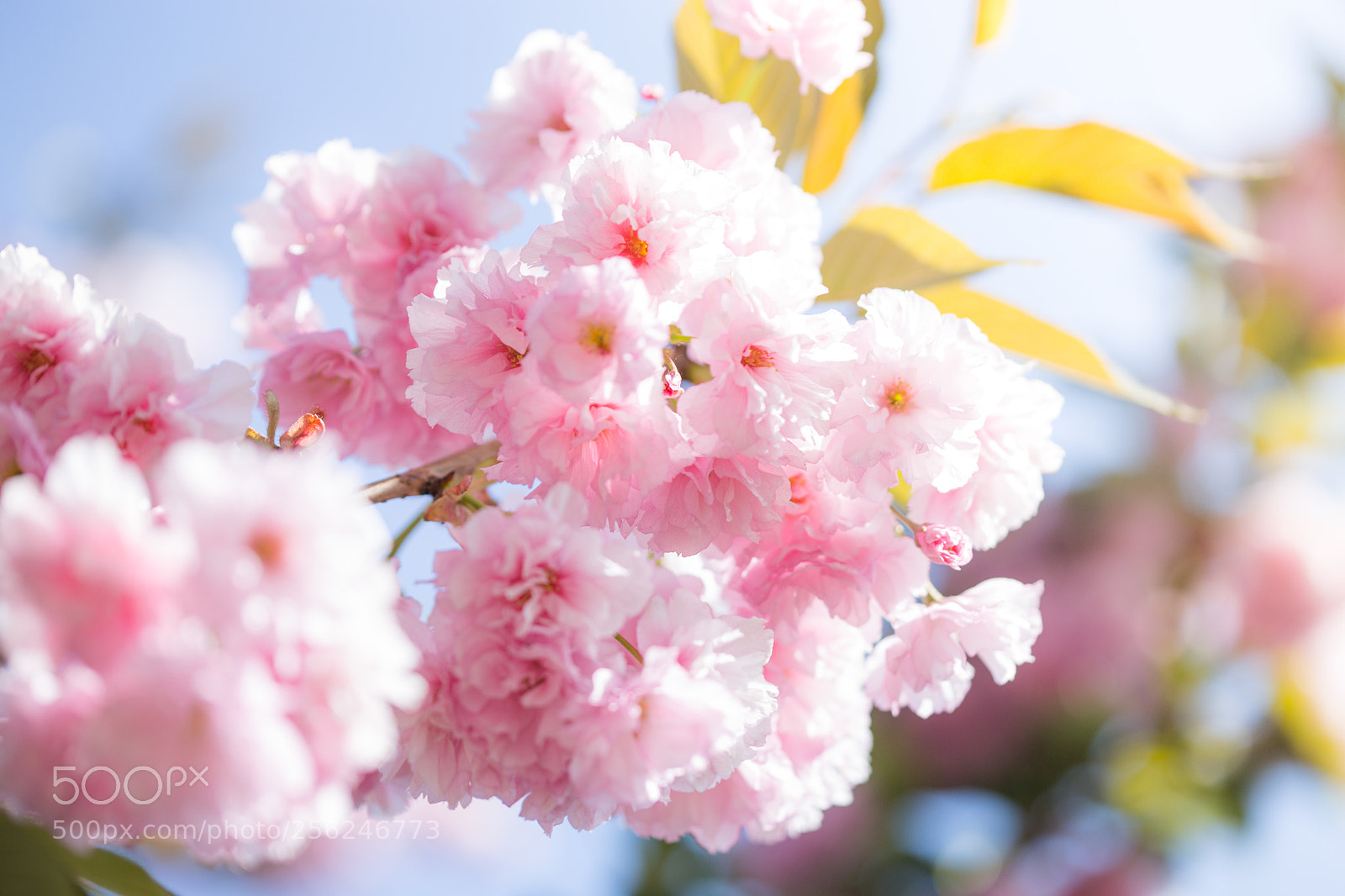 Canon EOS 6D sample photo. Cherry blossom trees, nature photography