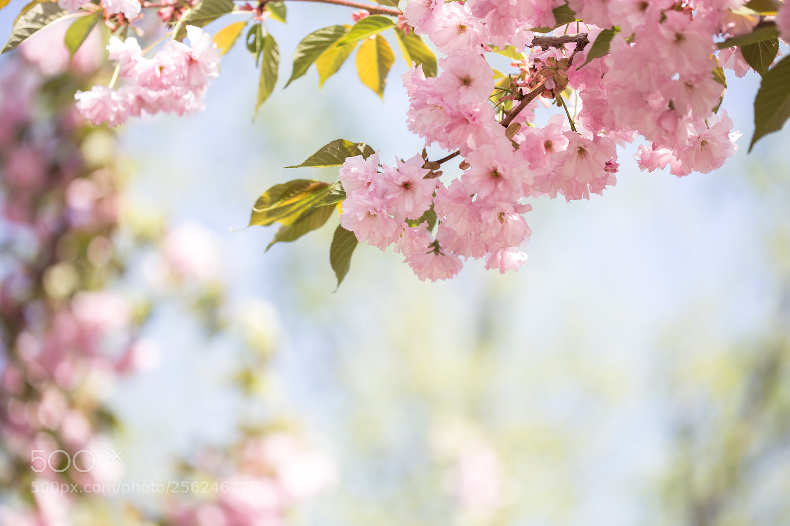Canon EOS 6D sample photo. Cherry blossom trees, nature photography