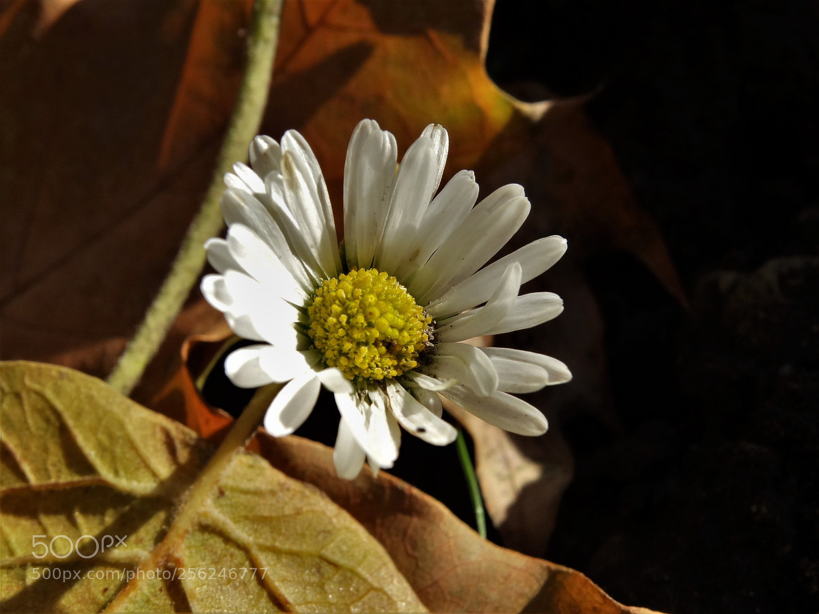Sony Cyber-shot DSC-HX300 sample photo. Flower photography
