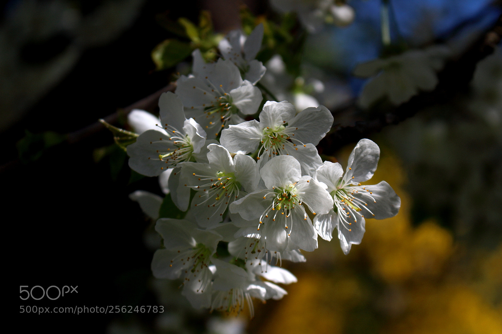 Canon EOS 100D (EOS Rebel SL1 / EOS Kiss X7) sample photo. Spring photography