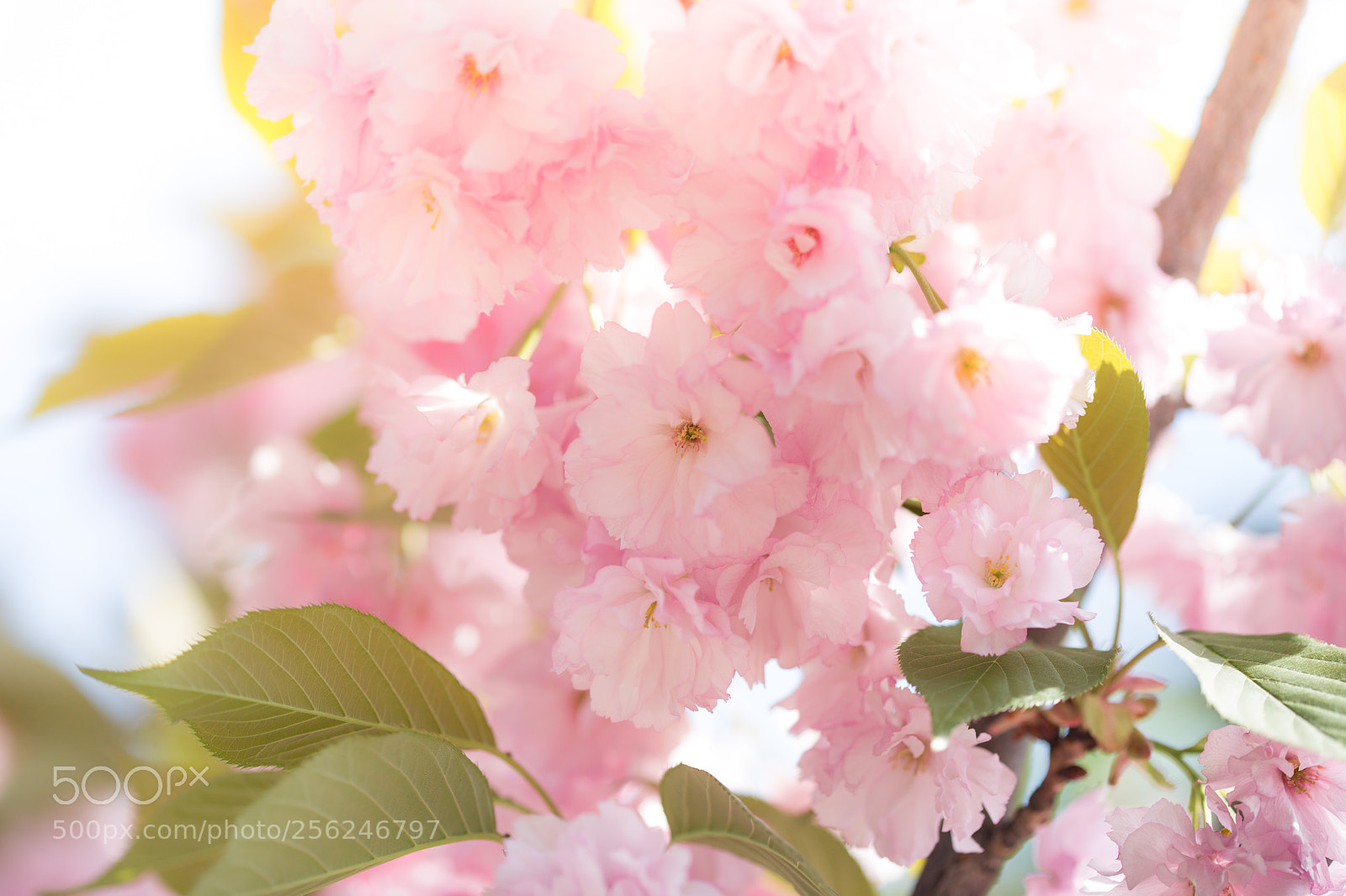 Canon EOS 6D sample photo. Cherry blossom trees, nature photography