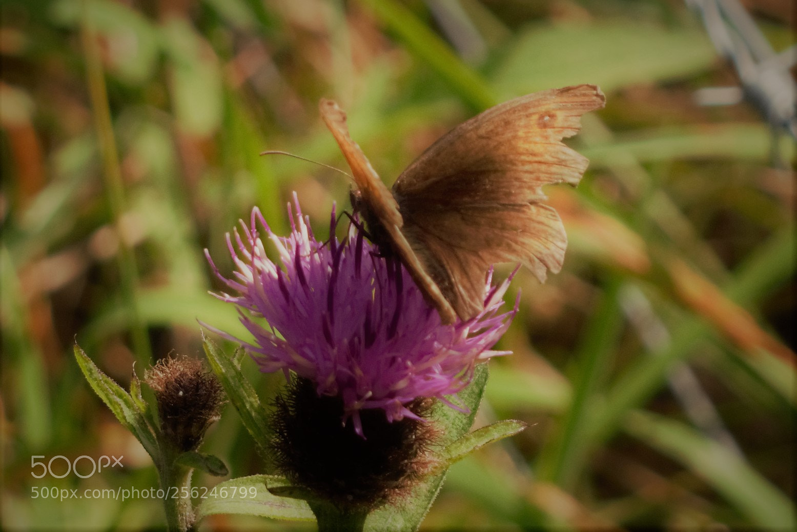 Nikon D3300 sample photo. Butterfly photography