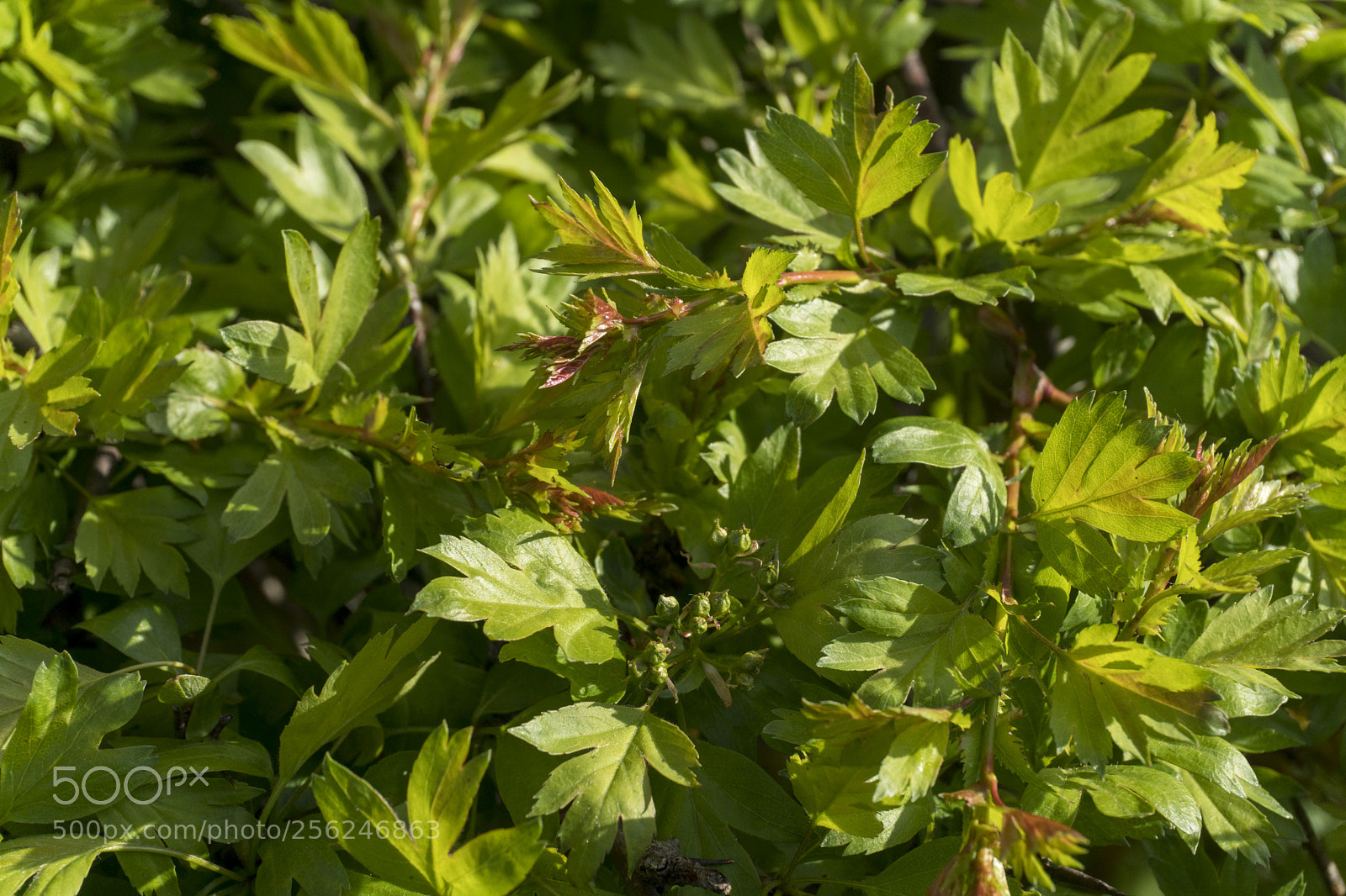 Sony a6300 sample photo. Dsc photography