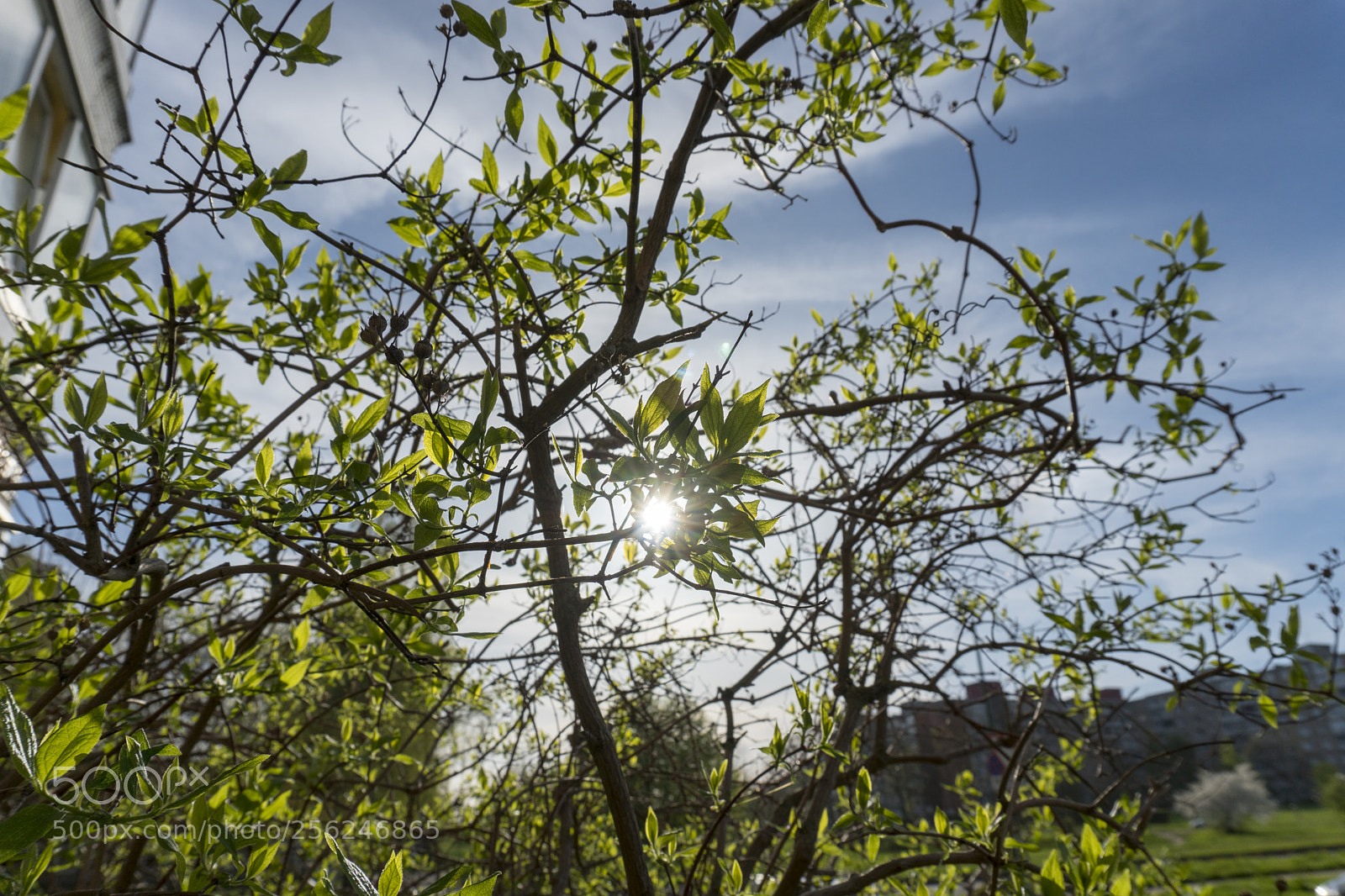 Sony a6300 sample photo. Dsc photography