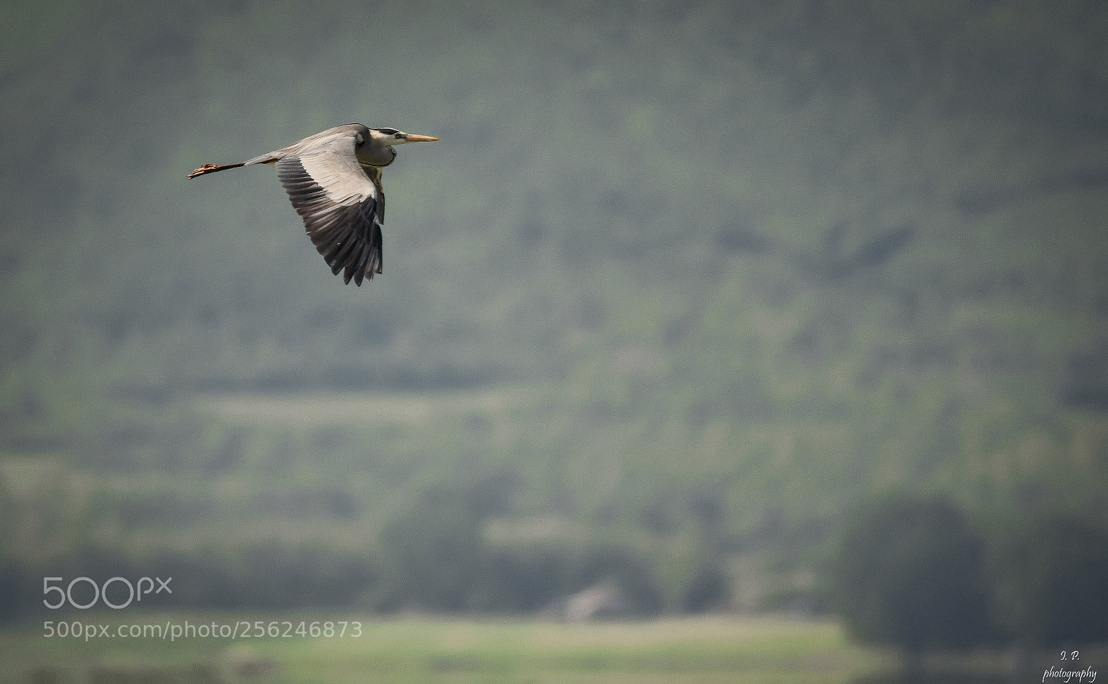 Nikon D7200 sample photo. Grey heron photography