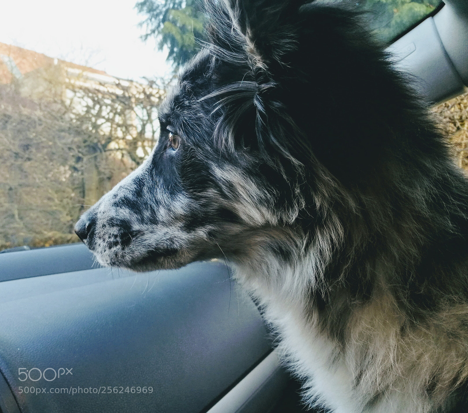HUAWEI P9 sample photo. My beloved dog photography