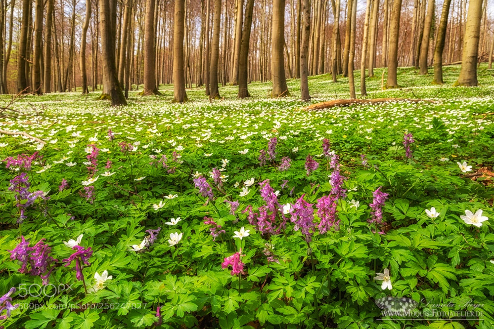 Canon EOS 5D Mark IV sample photo. Spring photography
