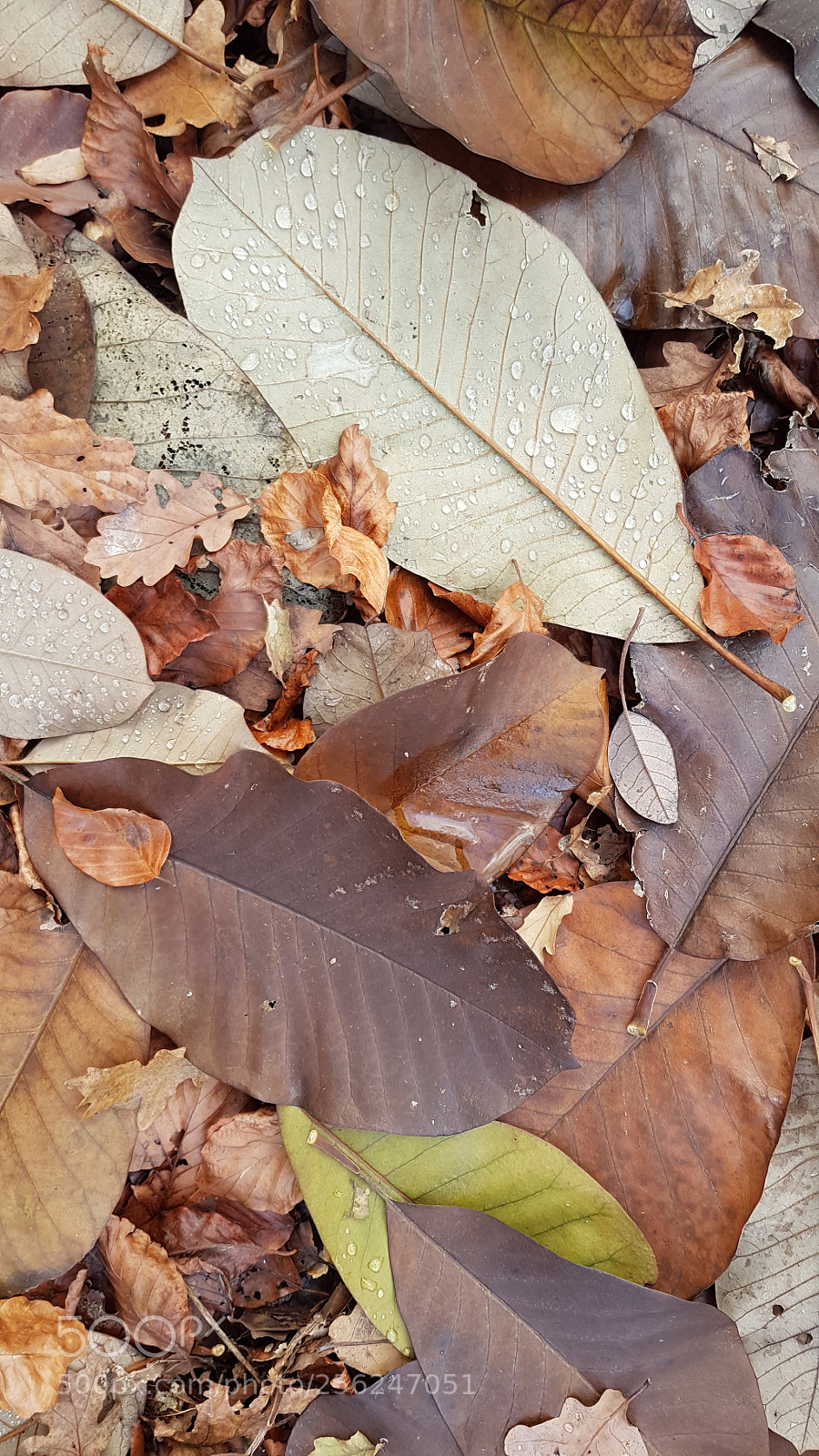 Samsung Galaxy S7 sample photo. Untitled photography