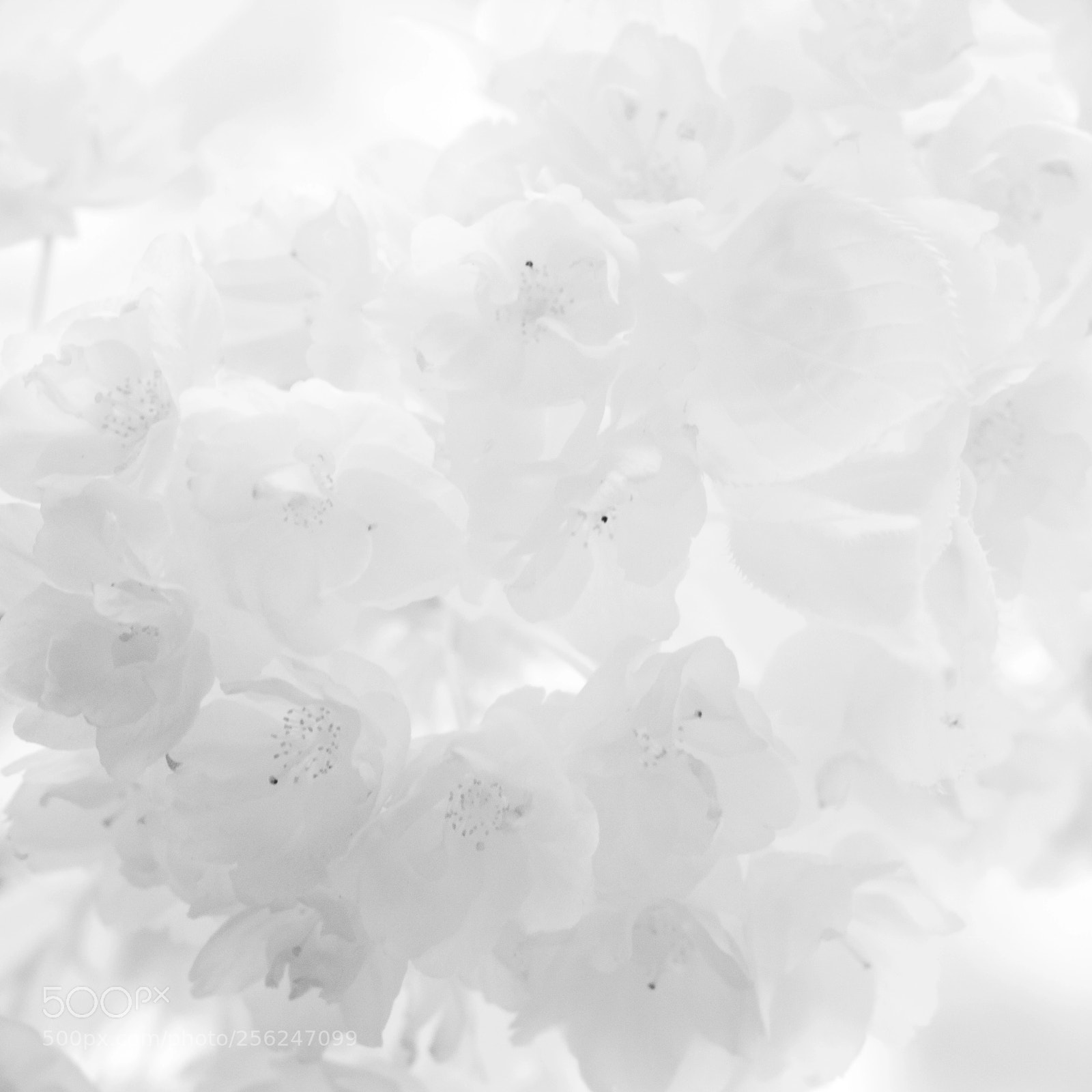 Nikon D5200 sample photo. Ir blossom photography