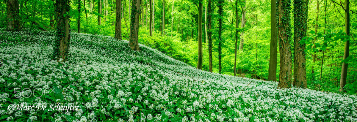 Canon EOS 5D Mark IV sample photo. Wood garlic in spring photography