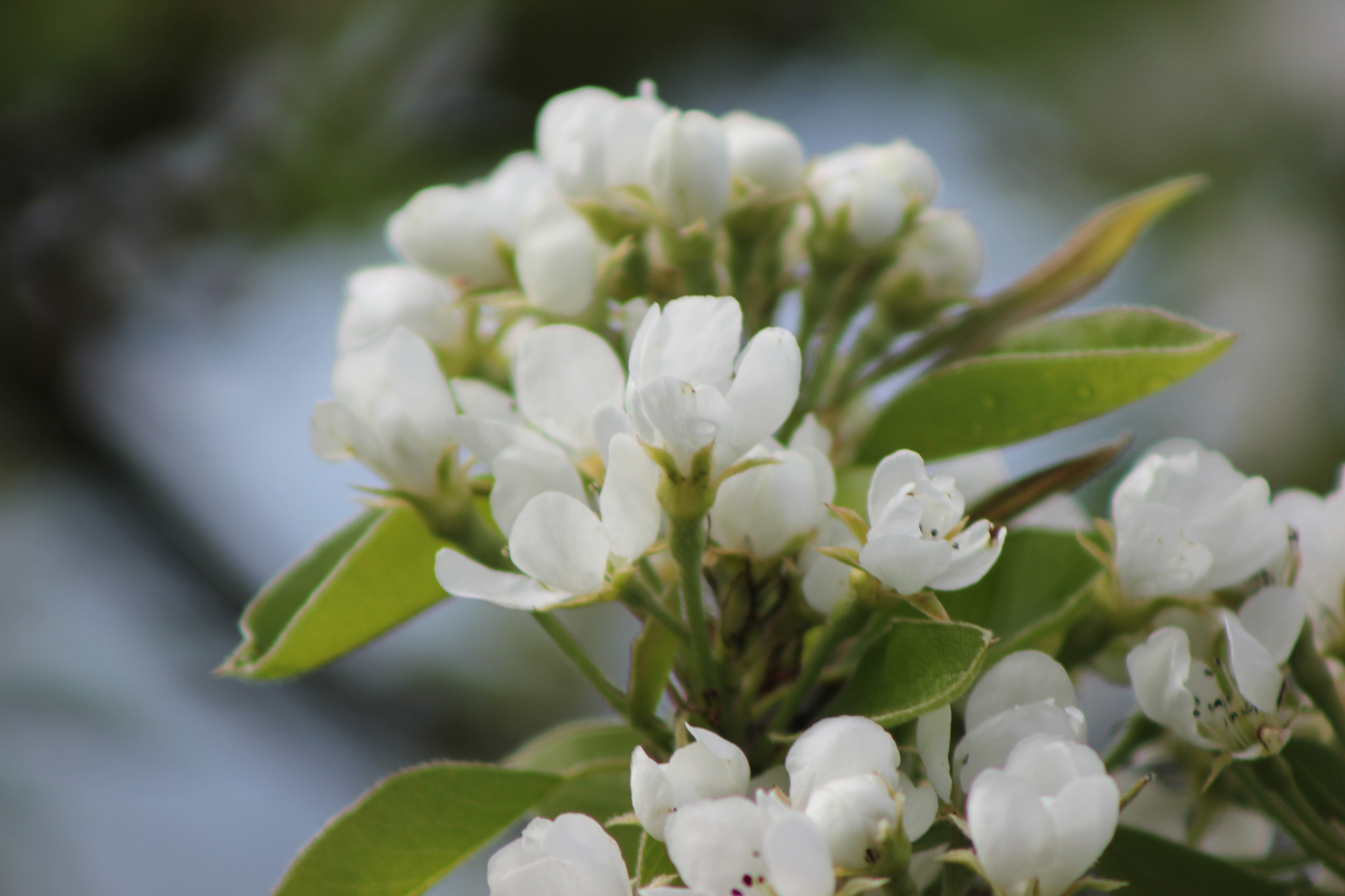 Canon EF 75-300mm f/4-5.6 sample photo. Apple blossom photography
