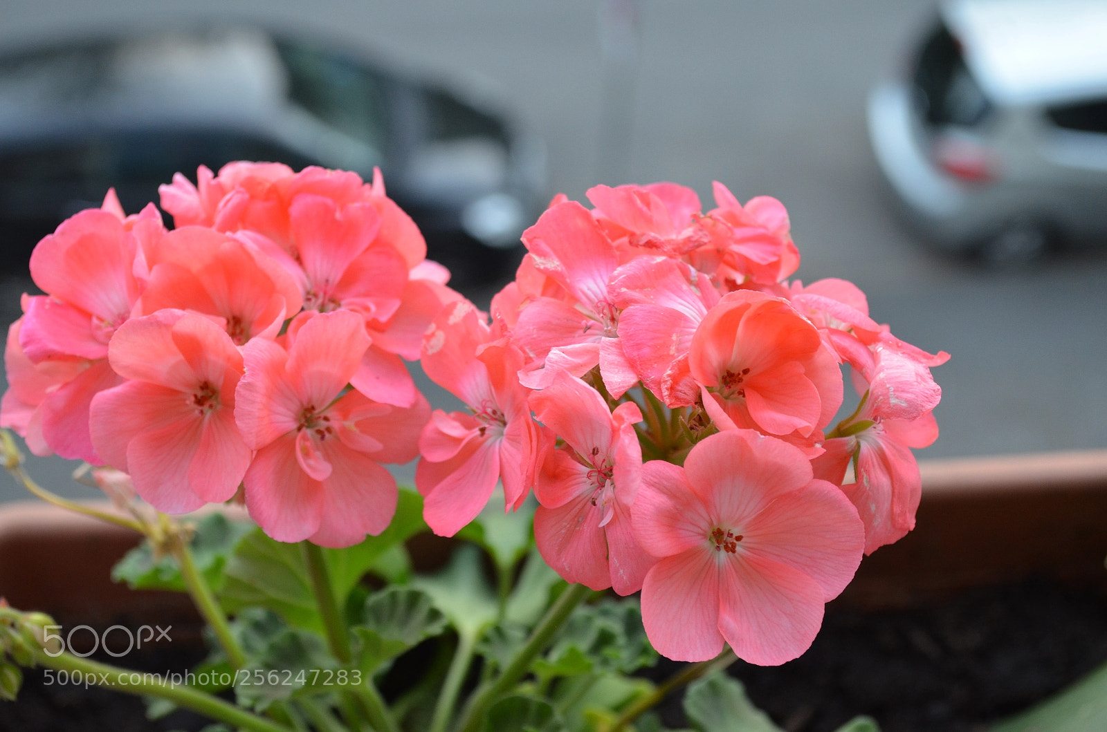 Nikon D5100 sample photo. Dsc photography