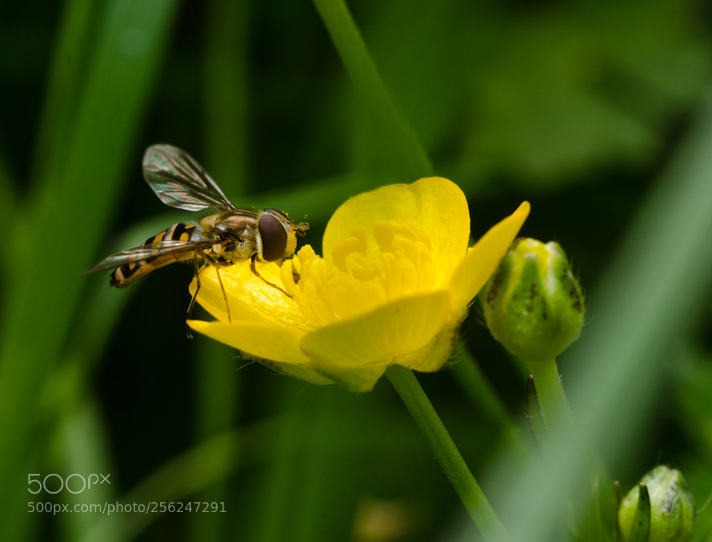 Nikon D7000 sample photo. Garden visitor photography
