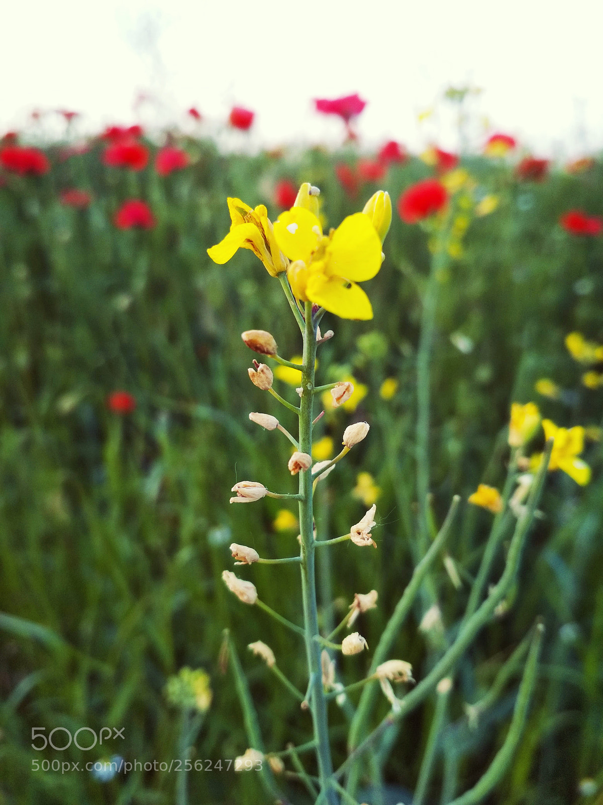 Xiaomi Redmi 4X sample photo. Yellow flower photography