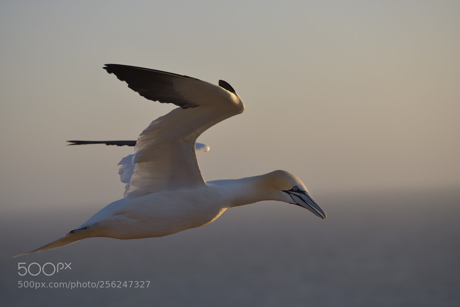 Nikon D850 sample photo. Gannets in the evening photography