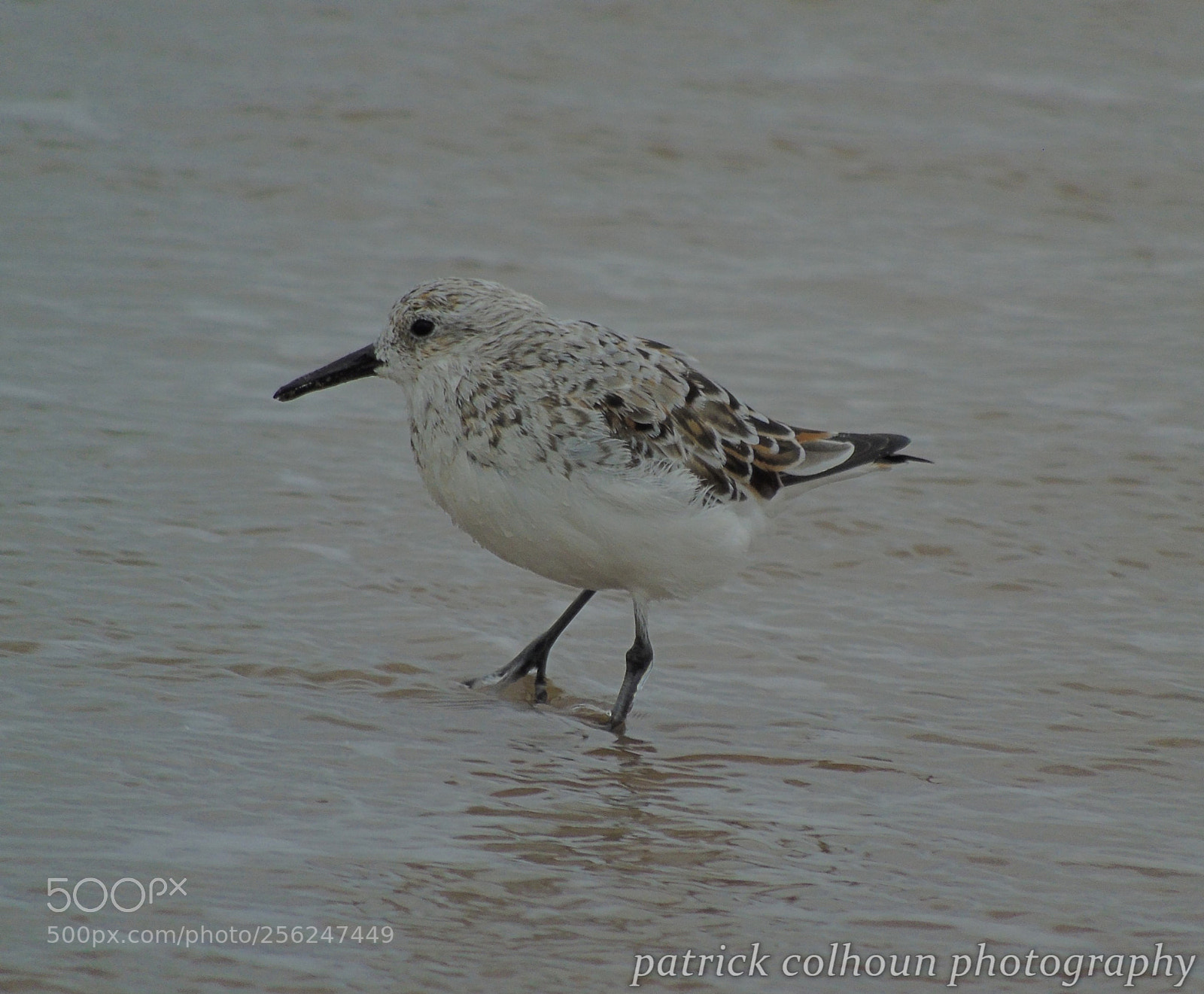 Sony Cyber-shot DSC-H400 sample photo. Sanderling photography