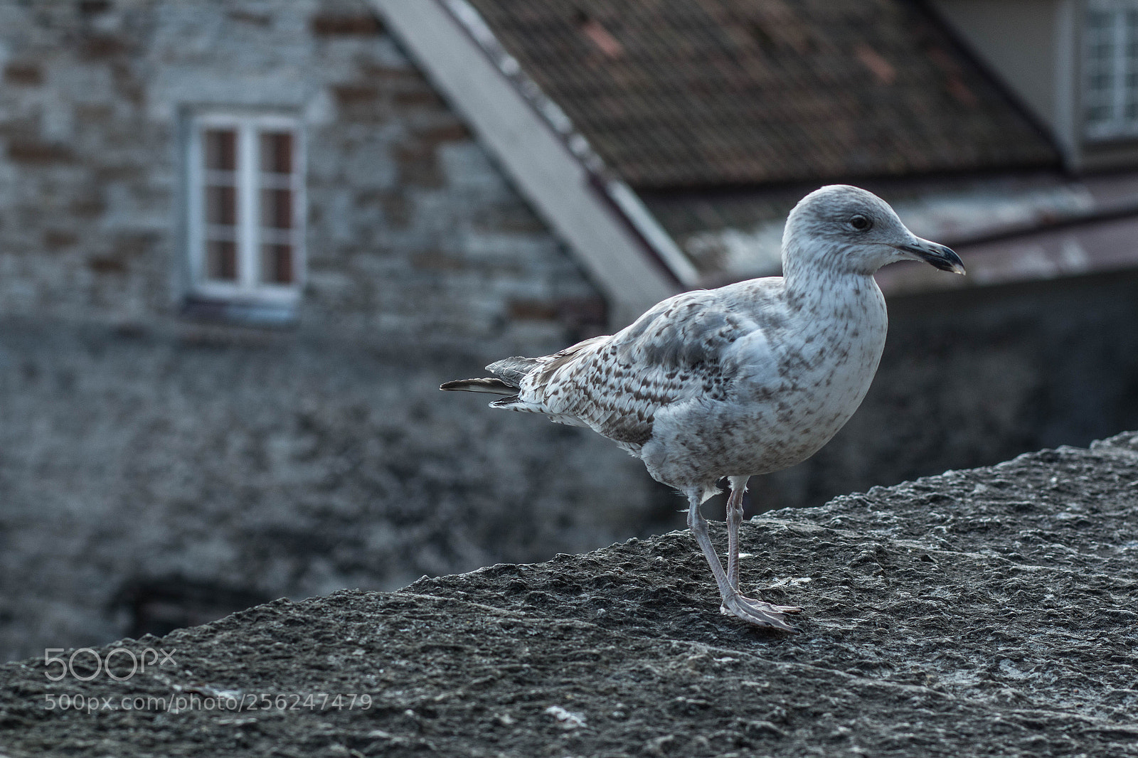 Canon EOS 70D sample photo. Jonathan livingstone from tallinn photography