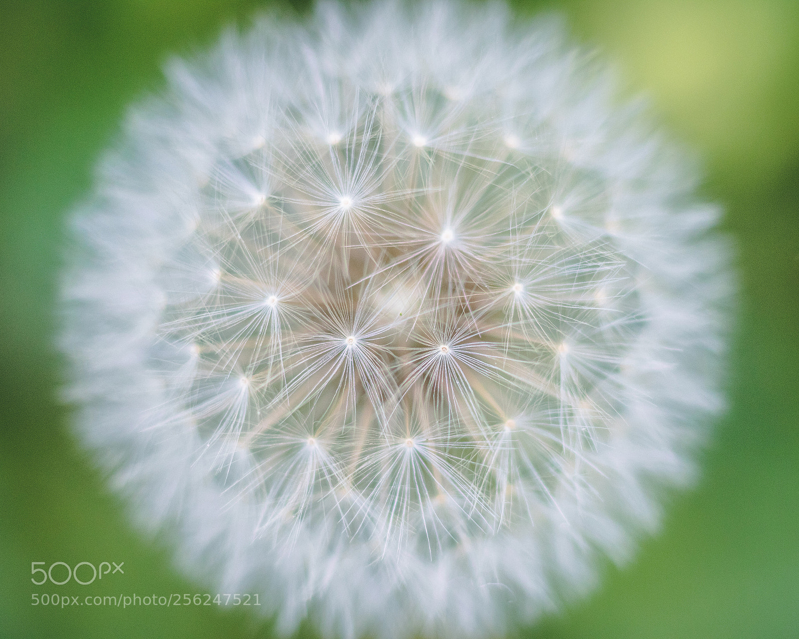 Canon EOS 760D (EOS Rebel T6s / EOS 8000D) sample photo. Dandelion photography