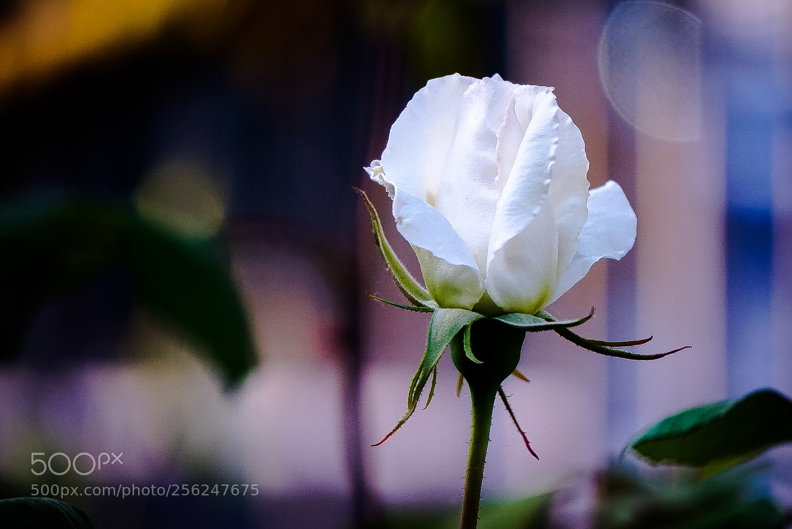 Sony a6000 sample photo. White rose photography