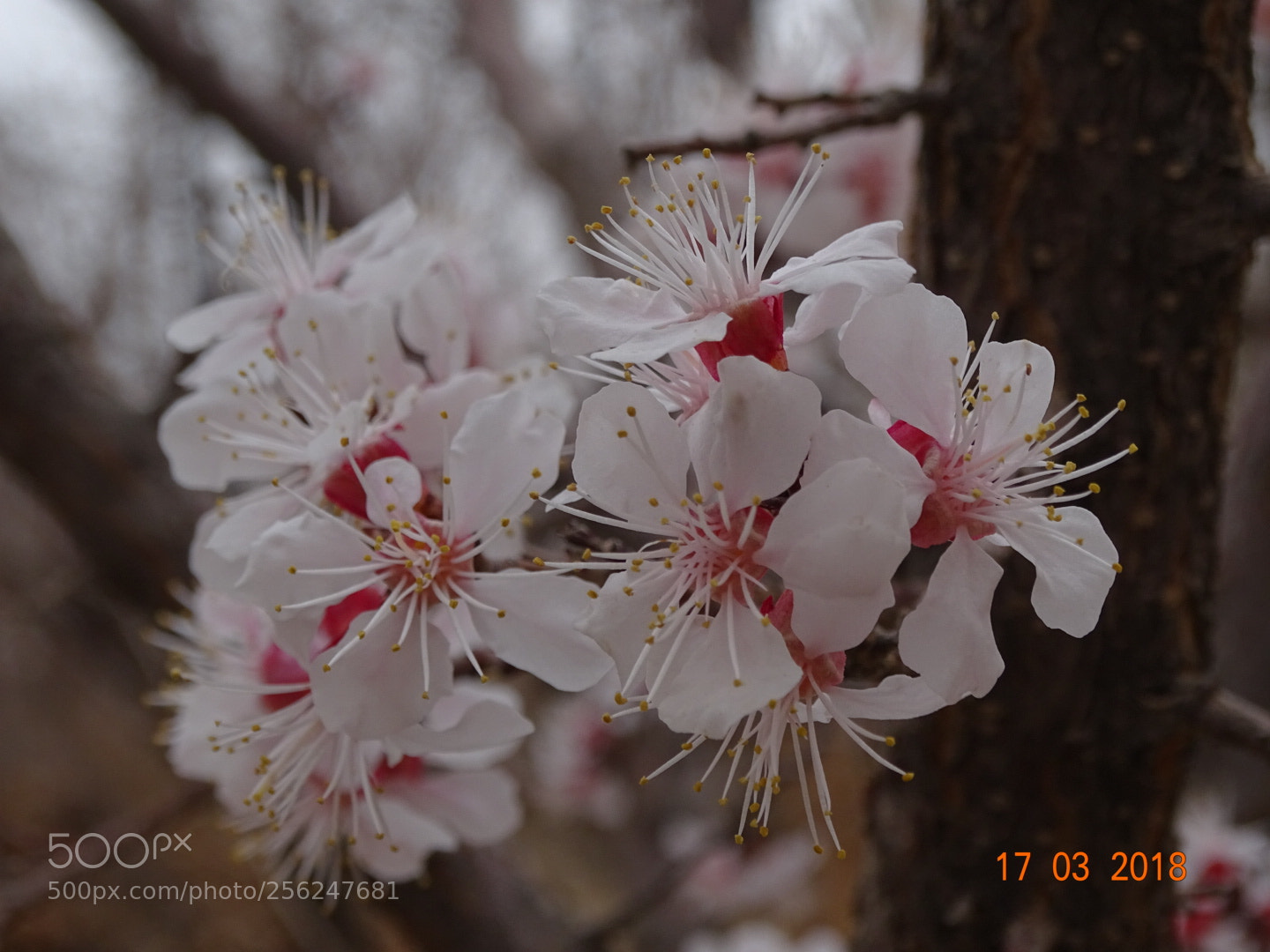 Sony Cyber-shot DSC-HX400V sample photo. Untitled photography