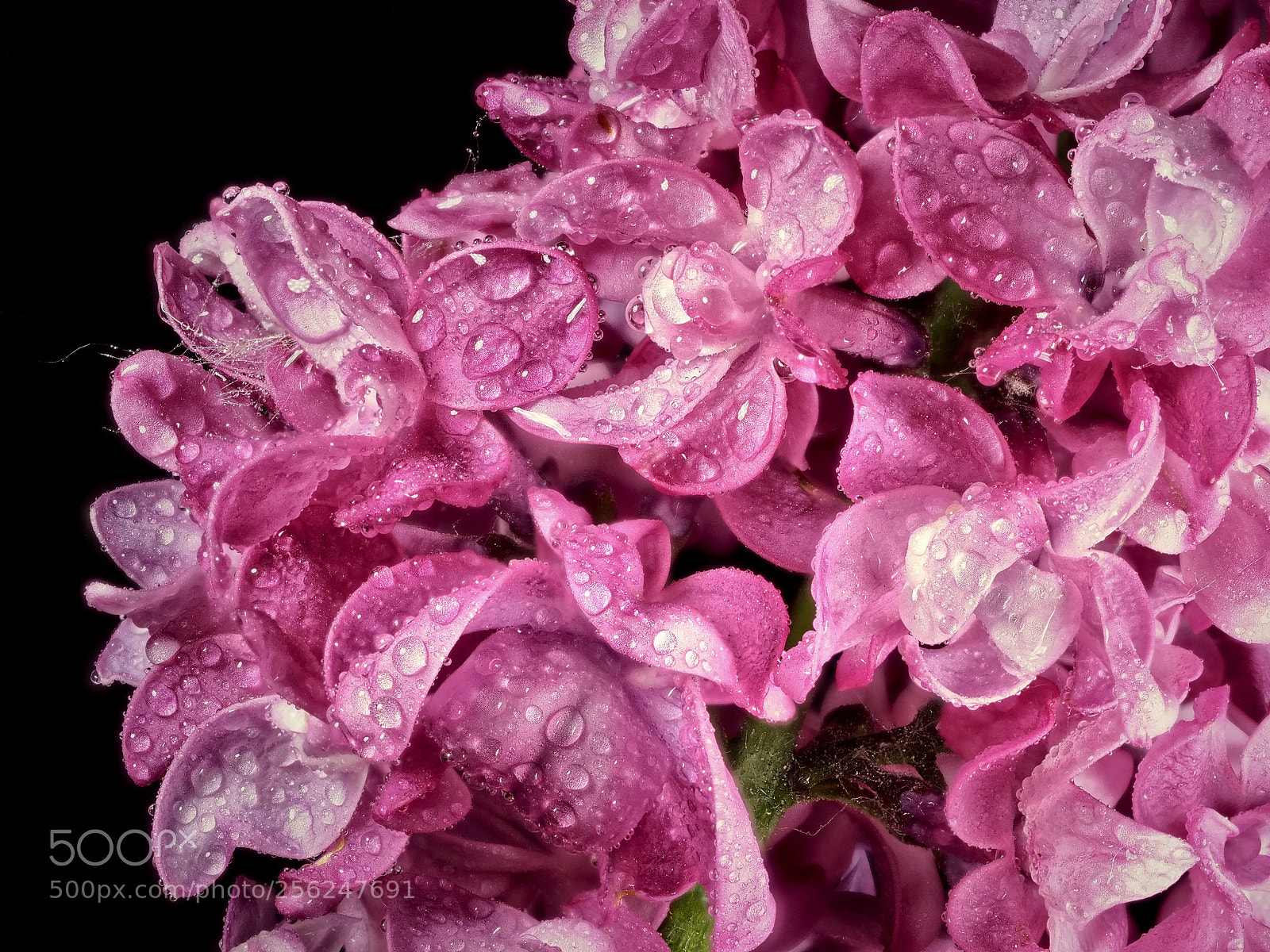 Olympus OM-D E-M1 Mark II sample photo. Flieder photography