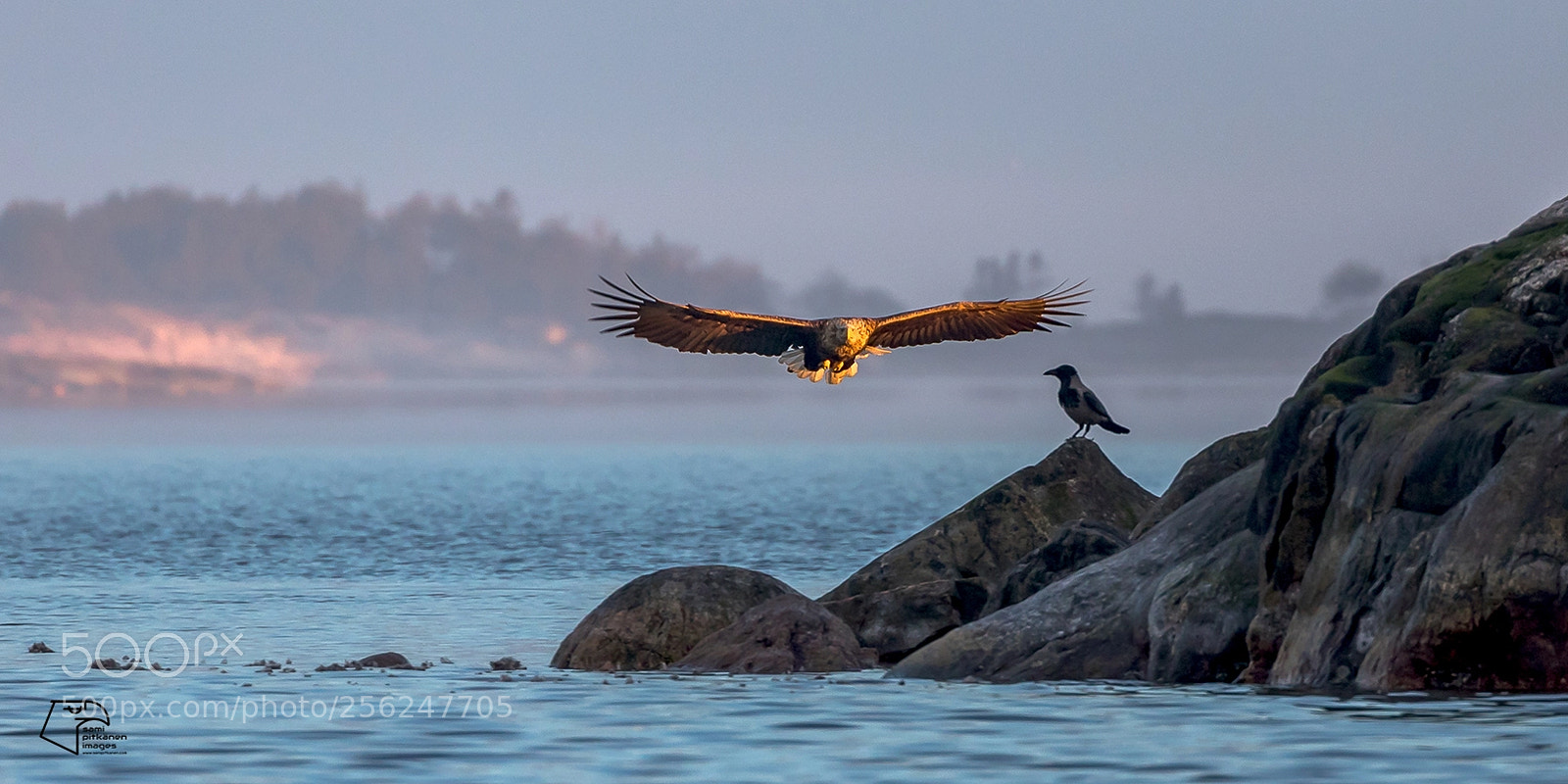 Canon EOS 5D Mark IV sample photo. Brave crow photography