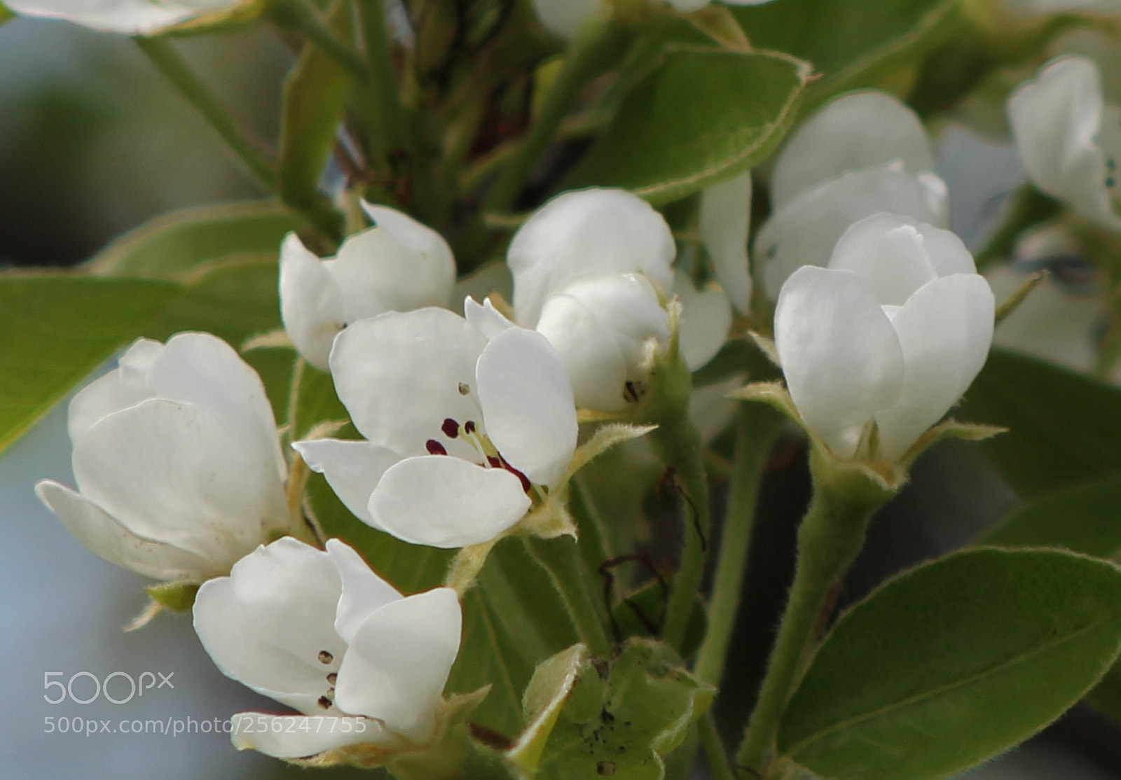 Canon EOS 550D (EOS Rebel T2i / EOS Kiss X4) sample photo. Apple blossom photography