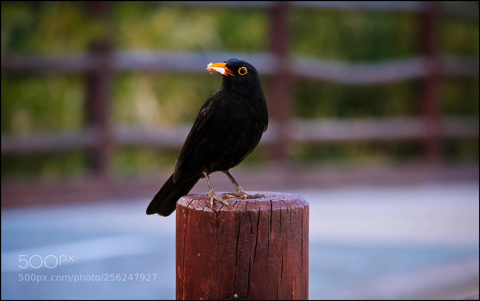 Canon EOS 40D sample photo. Mirlo portrait photography