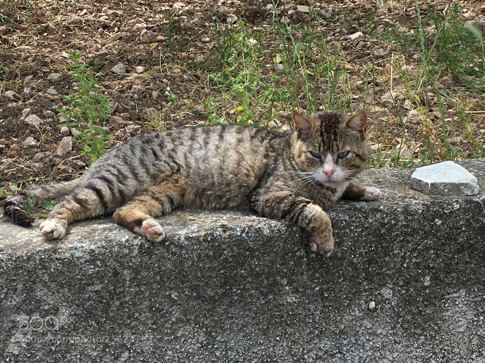 Apple iPhone SE sample photo. Pussy puzzy.  photography
