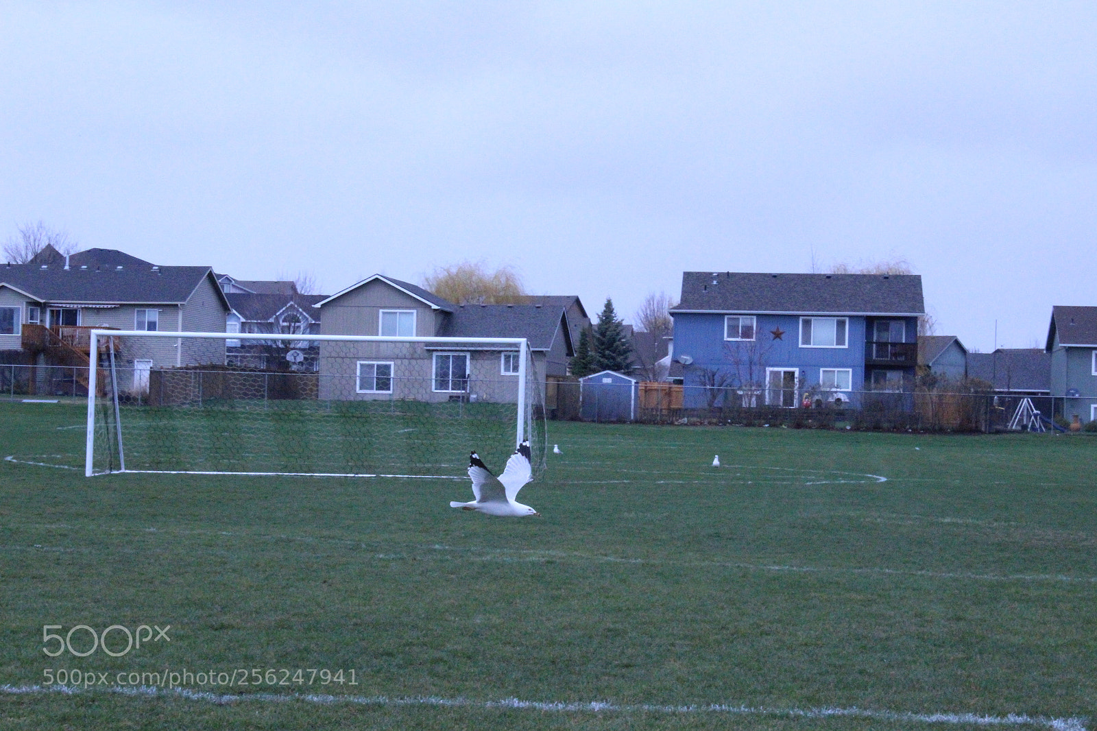 Canon EOS 1300D (EOS Rebel T6 / EOS Kiss X80) sample photo. Bird flying photography