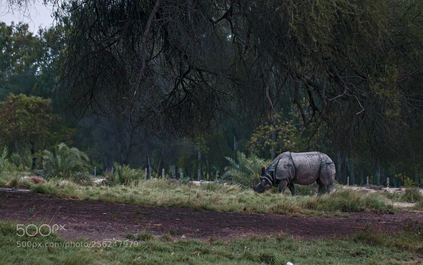Canon EOS 70D sample photo. "a casual walk." photography